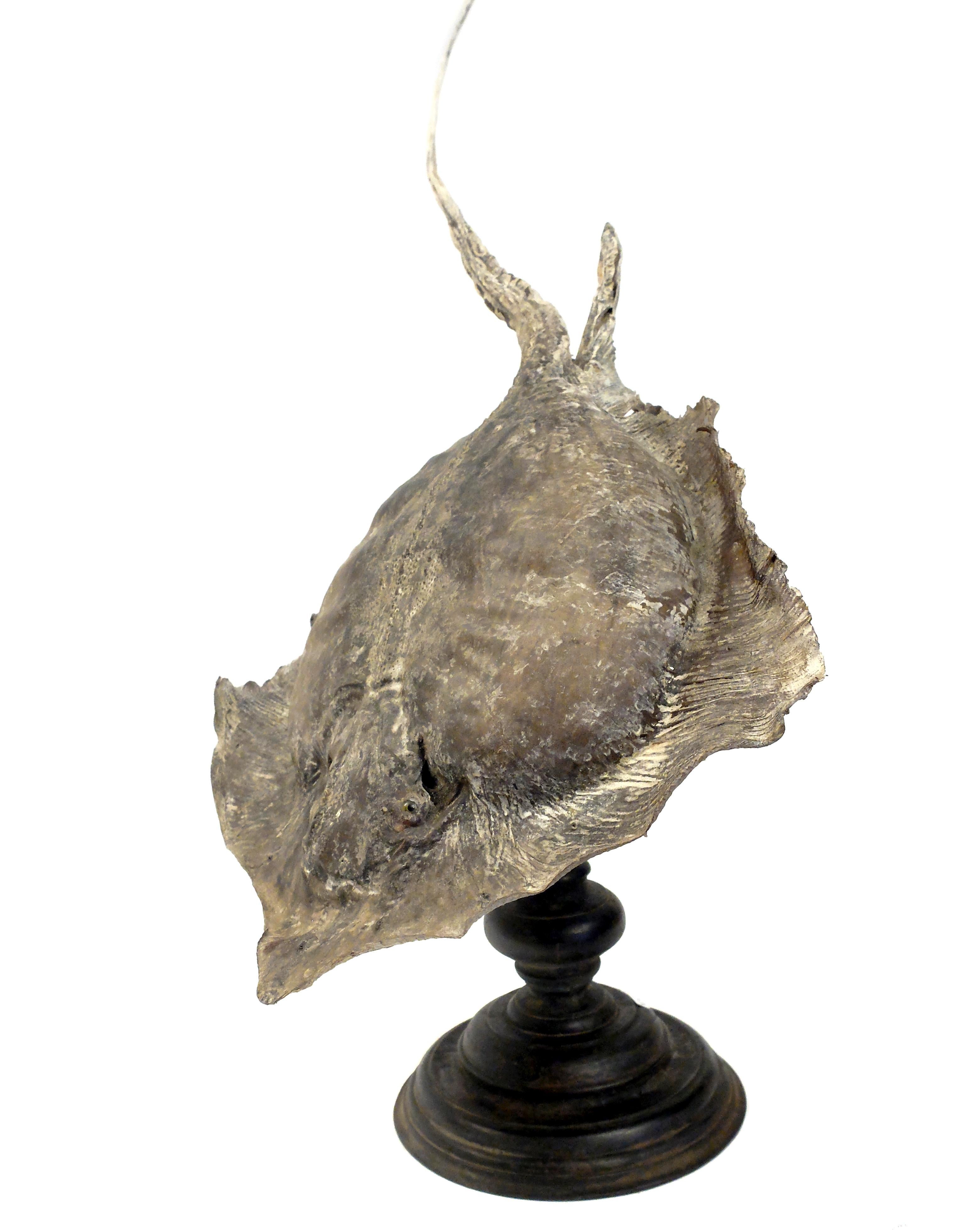 Mid-19th Century 19th Century Wunderkammer Marine Natural Taxodermie Specimen of a Stingray