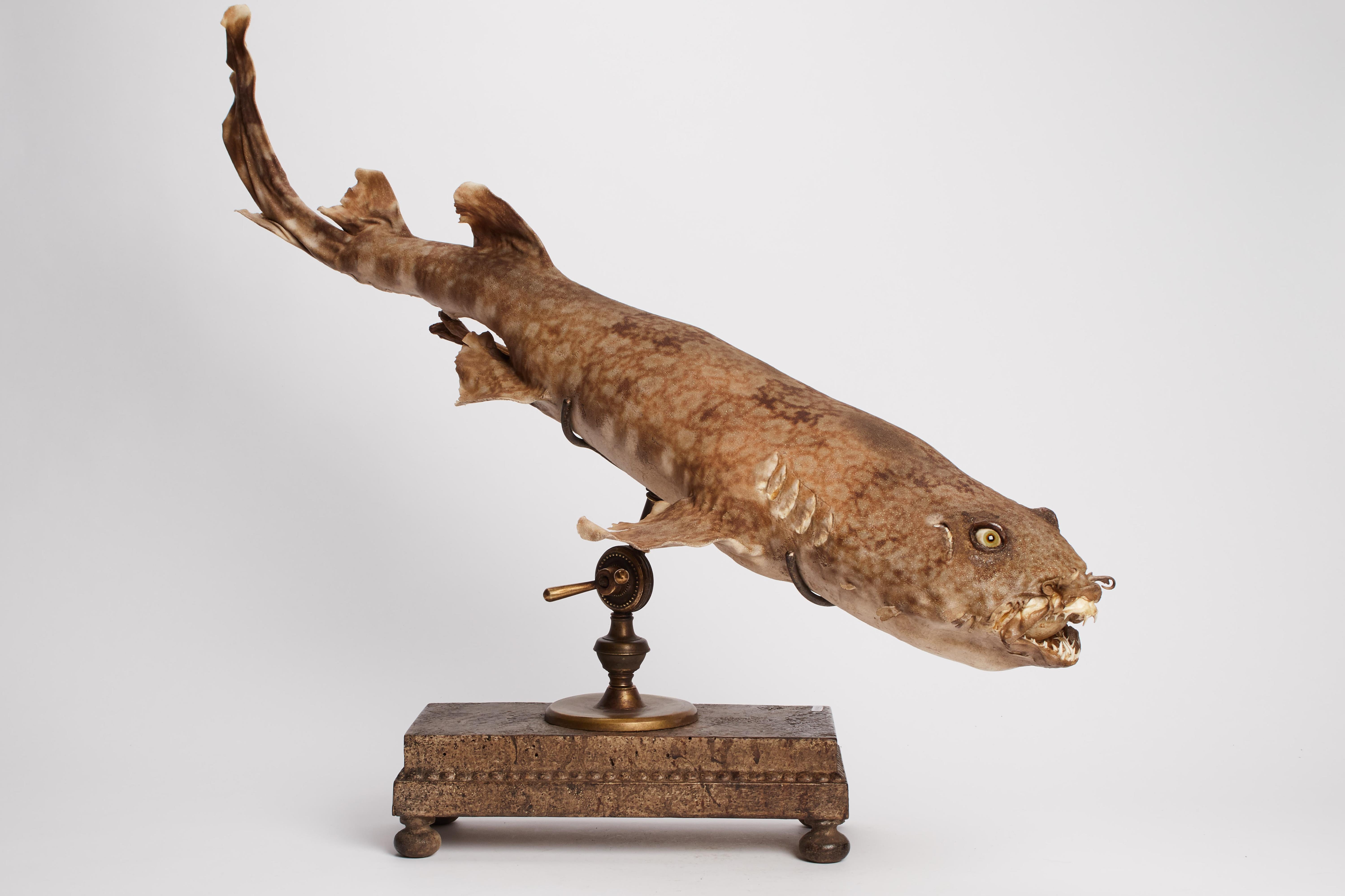 A 19th century Wunderkammer rare marine natural taxodermie Specimen of a Spotted shark (Orectolobus maculatus). Specimen is stuffed, with glass eyes and mounted over a brass and painted wooden base.
 