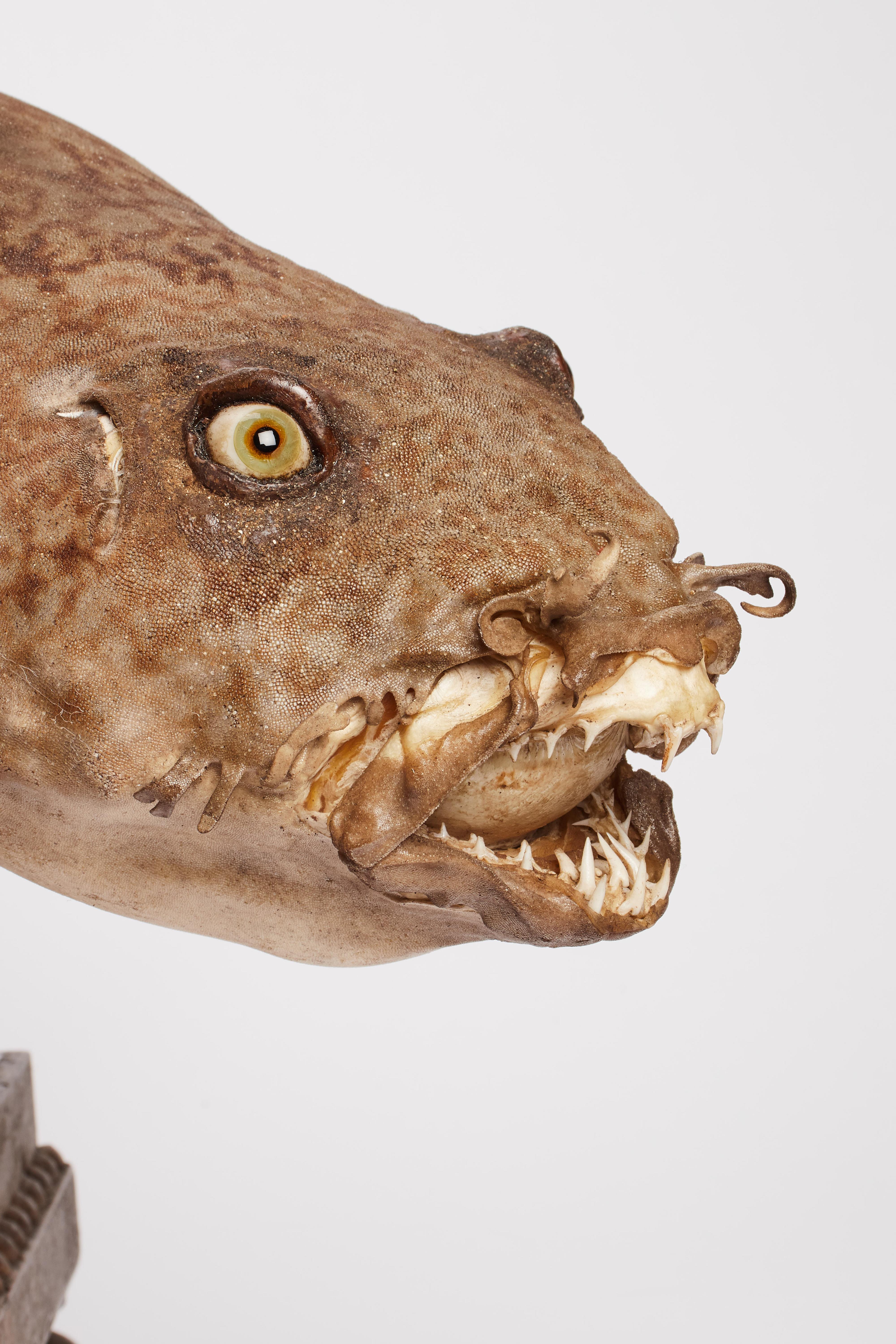 Italian 19th Century Wunderkammer Marine Natural Taxodermie Specimen of a Spotted Shark 