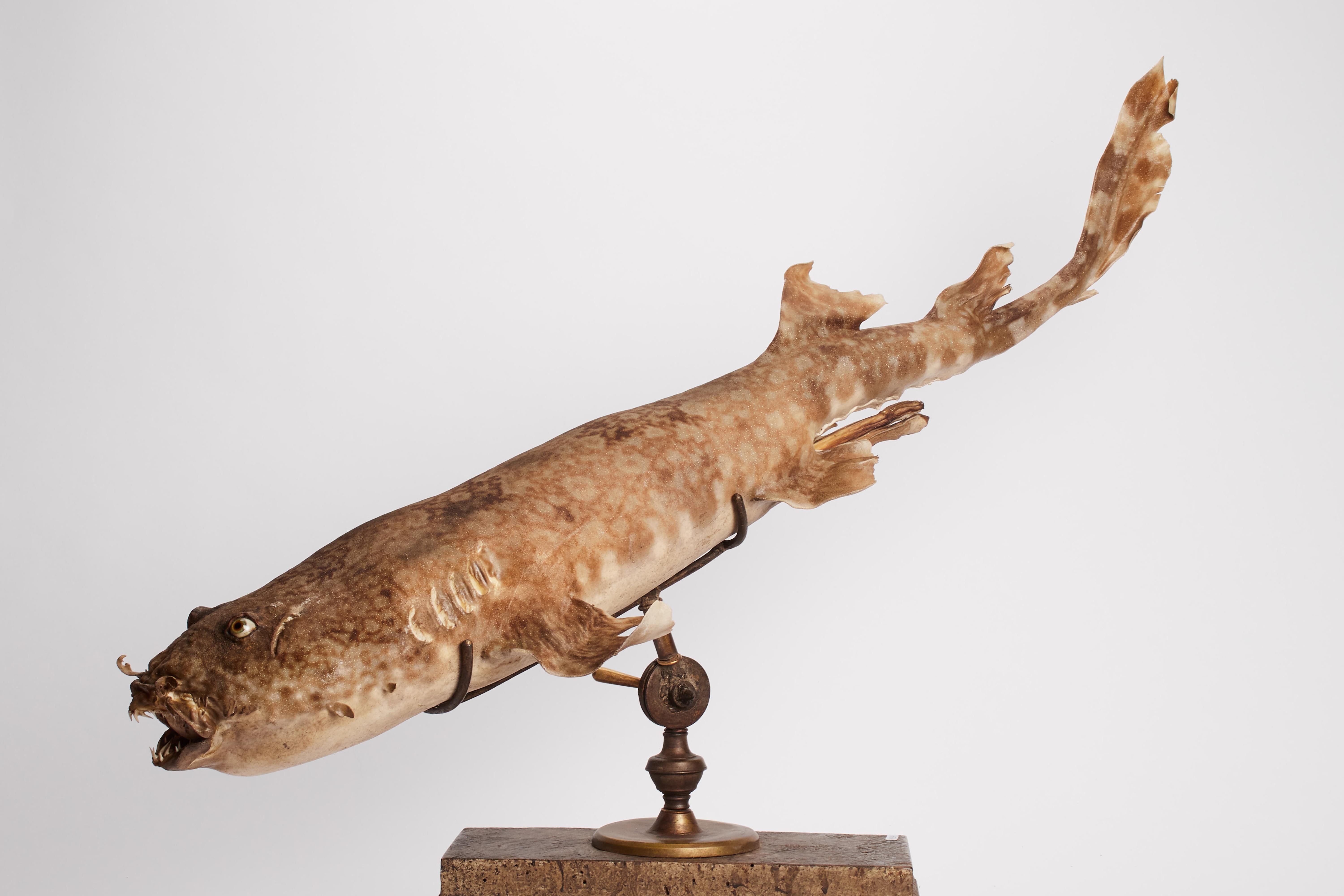 19th Century Wunderkammer Marine Natural Taxodermie Specimen of a Spotted Shark  In Excellent Condition In Milan, IT