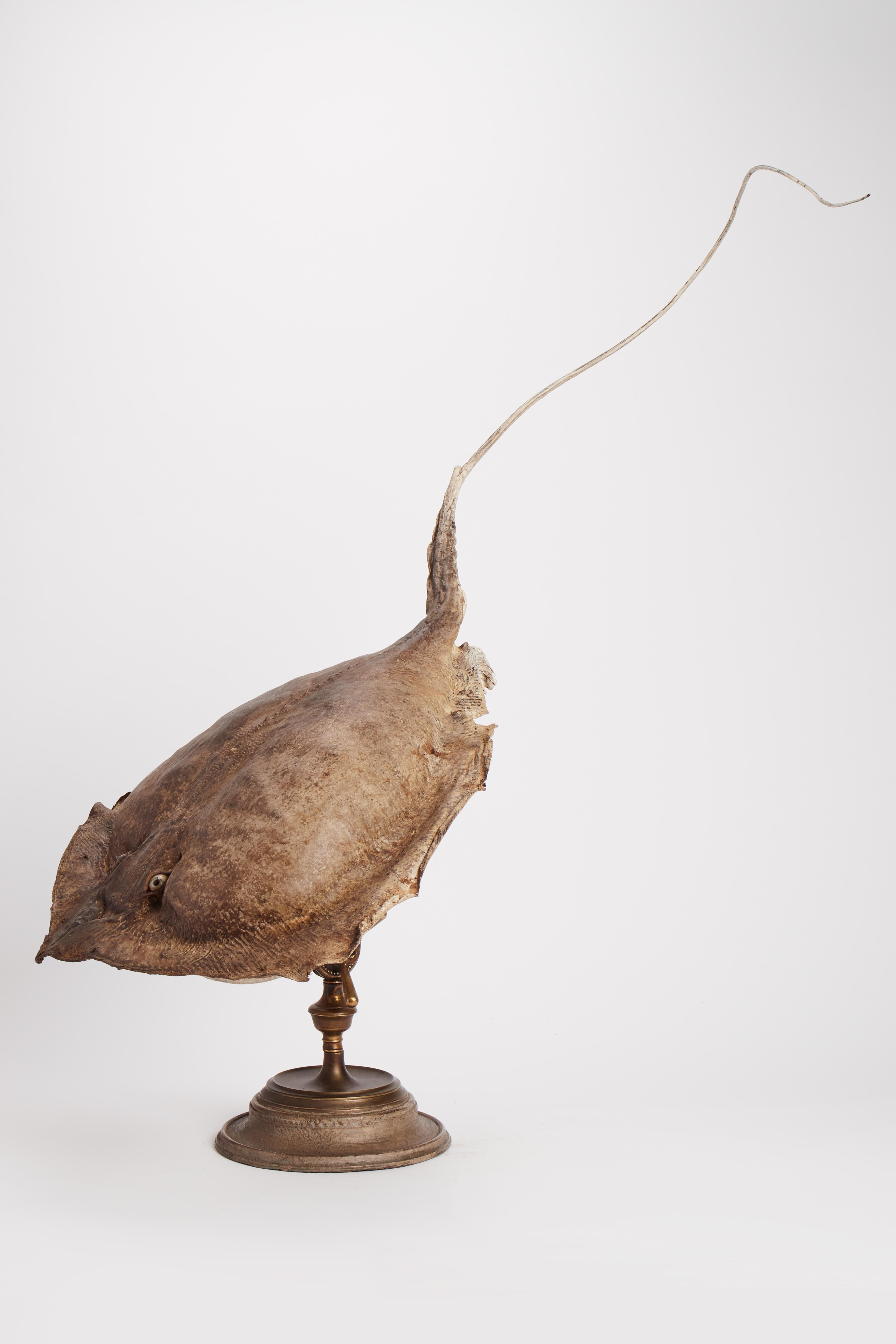 A 19th century Wunderkammer rare marine natural taxidermy specimen of a stingray (Raja Clavata). The specimen is stuffed, with glass eyes and mounted over brass and painted wooden base.