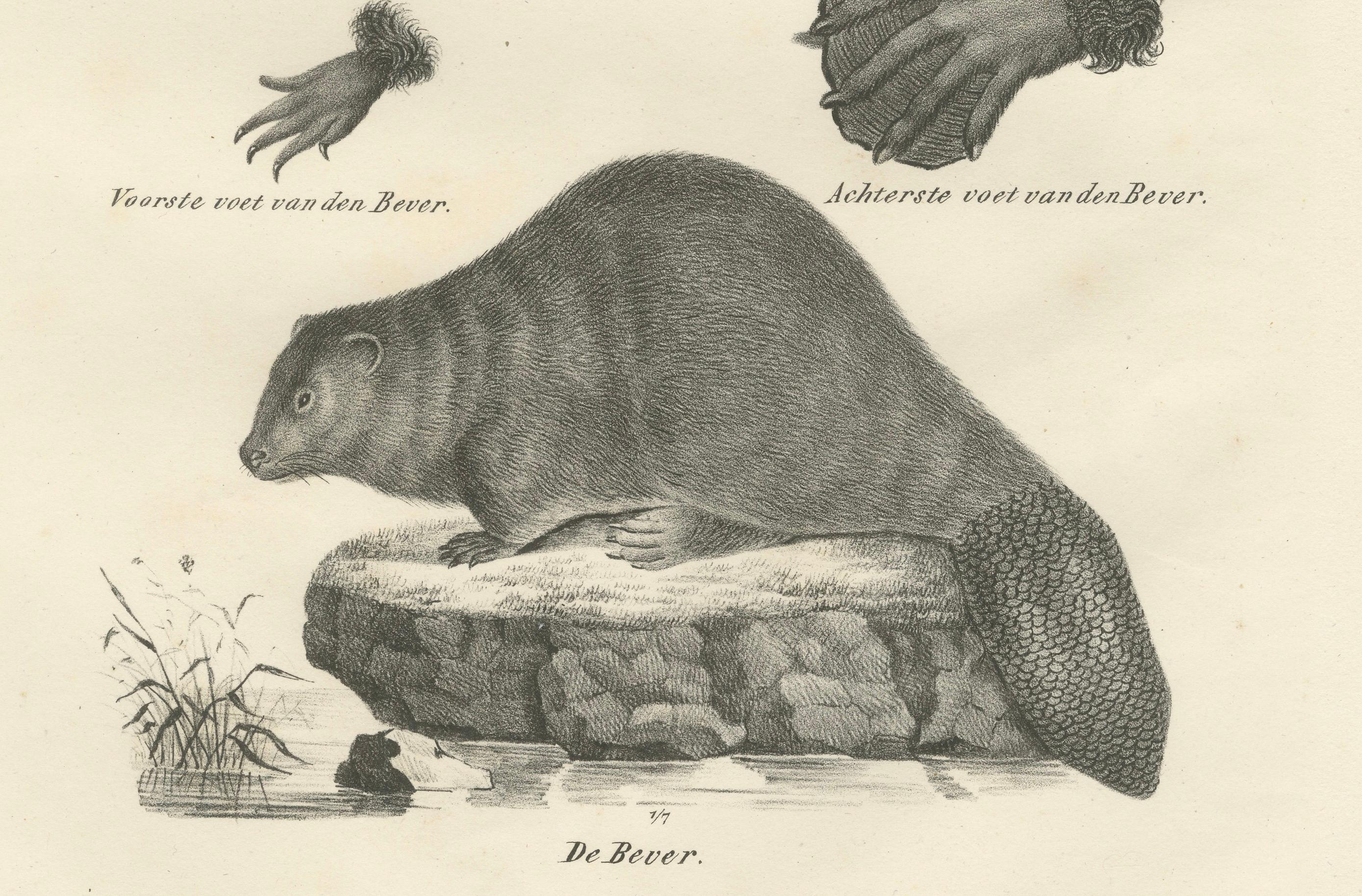 Titre : Lithographie zoologique du XIXe siècle représentant des castors, des rats musqués et des souris des champs  

Description :  Cette lithographie du XIXe siècle présente une étude scientifique détaillée de divers rongeurs, mettant en évidence