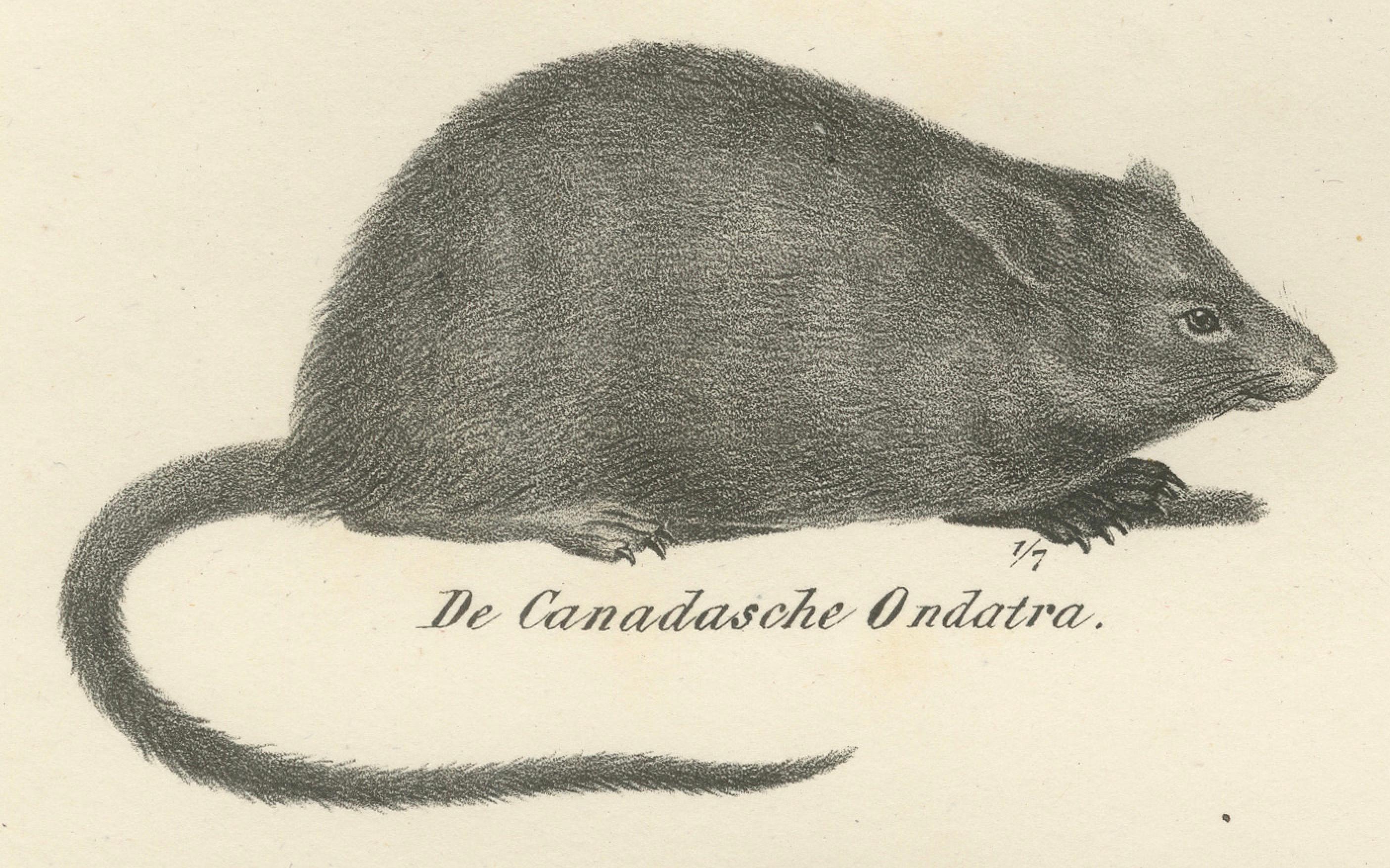 Gravé Lithographie zoologique du XIXe siècle représentant des castors, des rats musqués et des mulots en vente