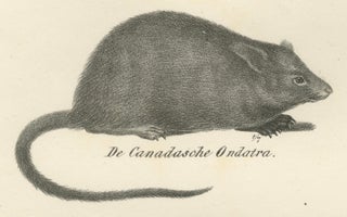 19th-Century Zoological Lithograph of Beavers, Muskrats and Field Mice, view 4