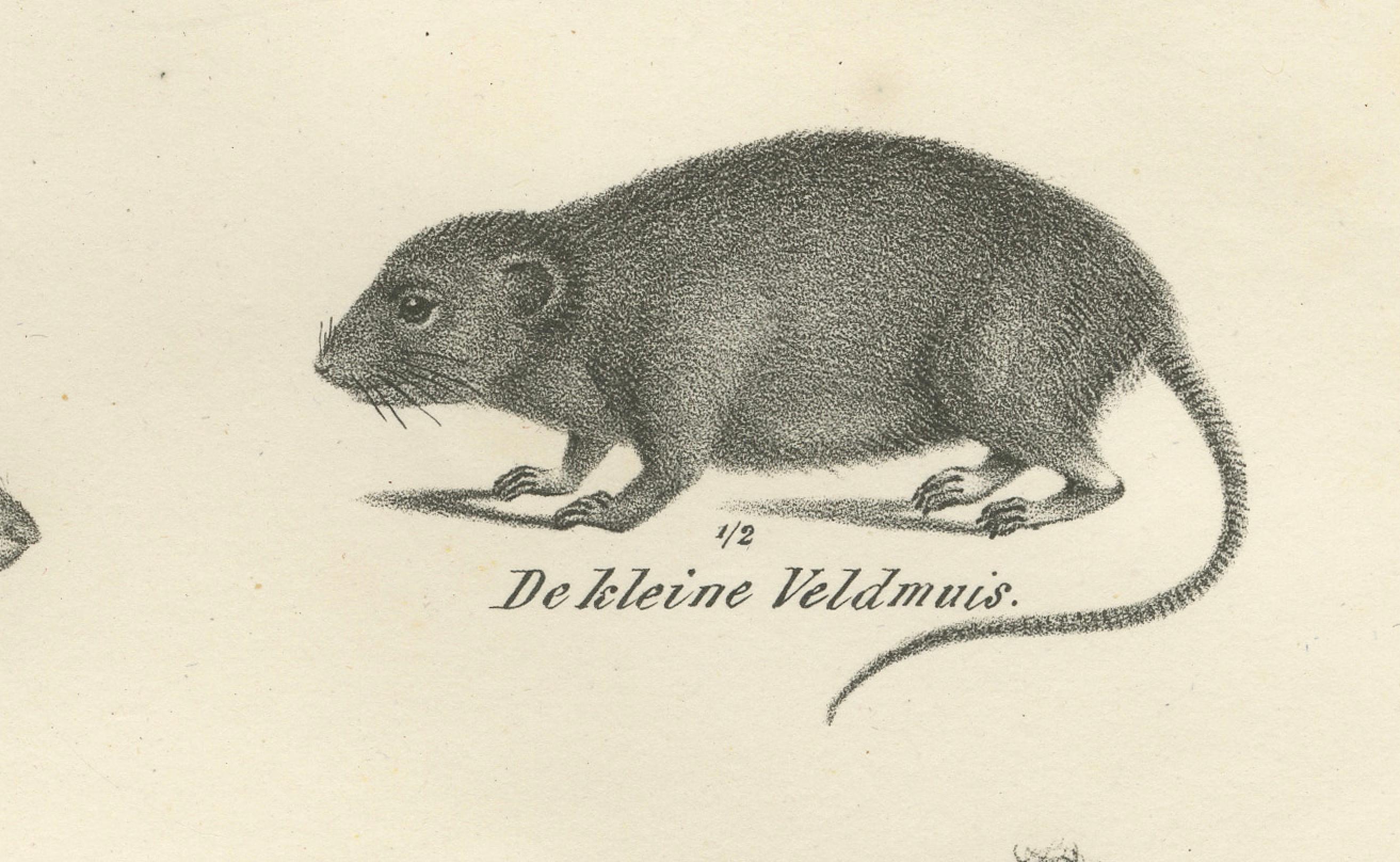 Lithographie zoologique du XIXe siècle représentant des castors, des rats musqués et des mulots Bon état - En vente à Langweer, NL