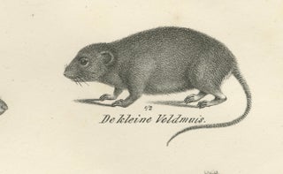 19th-Century Zoological Lithograph of Beavers, Muskrats and Field Mice, view 5
