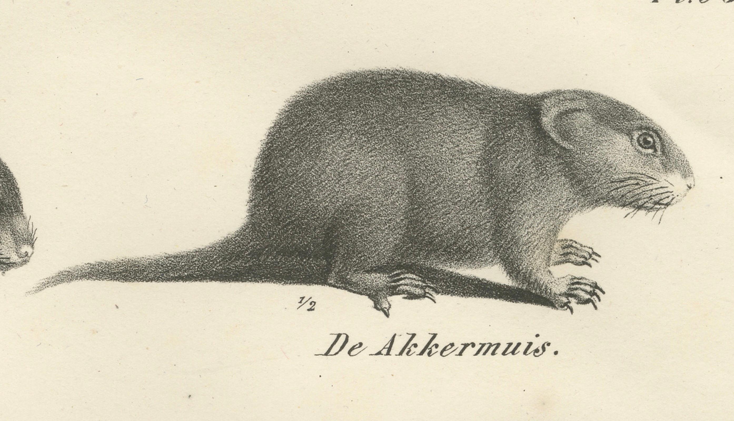 Milieu du XIXe siècle Lithographie zoologique du XIXe siècle représentant des castors, des rats musqués et des mulots en vente