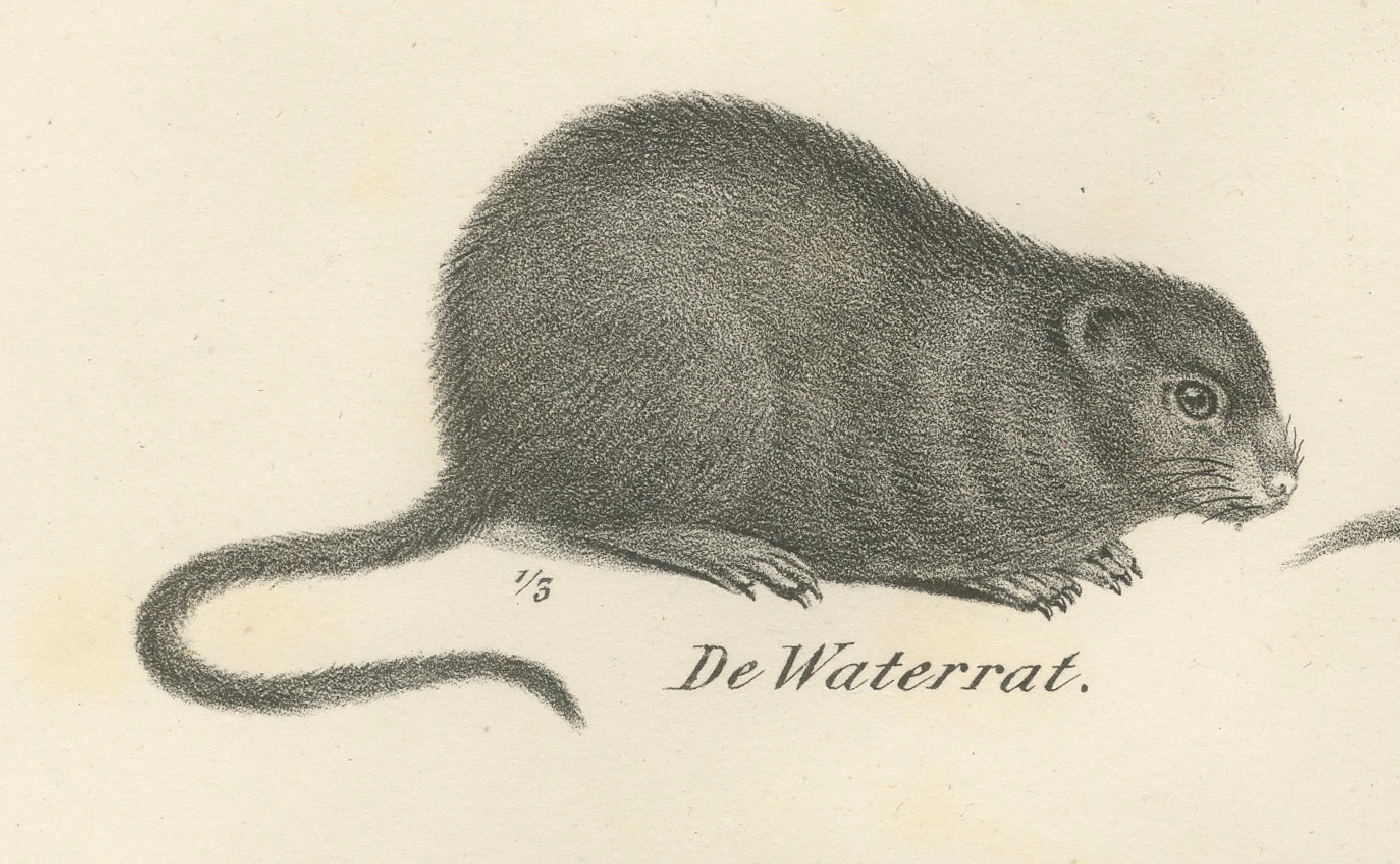 Papier Lithographie zoologique du XIXe siècle représentant des castors, des rats musqués et des mulots en vente