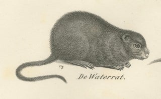 19th-Century Zoological Lithograph of Beavers, Muskrats and Field Mice, view 7