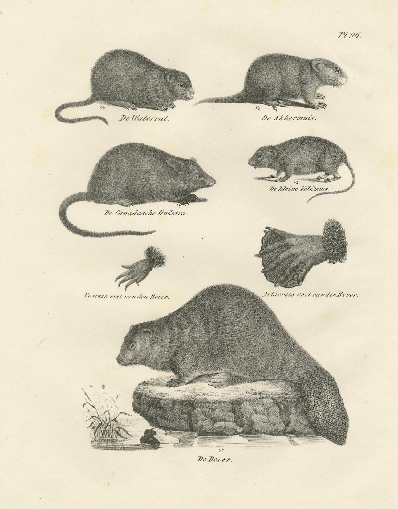 Lithographie zoologique du XIXe siècle représentant des castors, des rats musqués et des mulots en vente 1