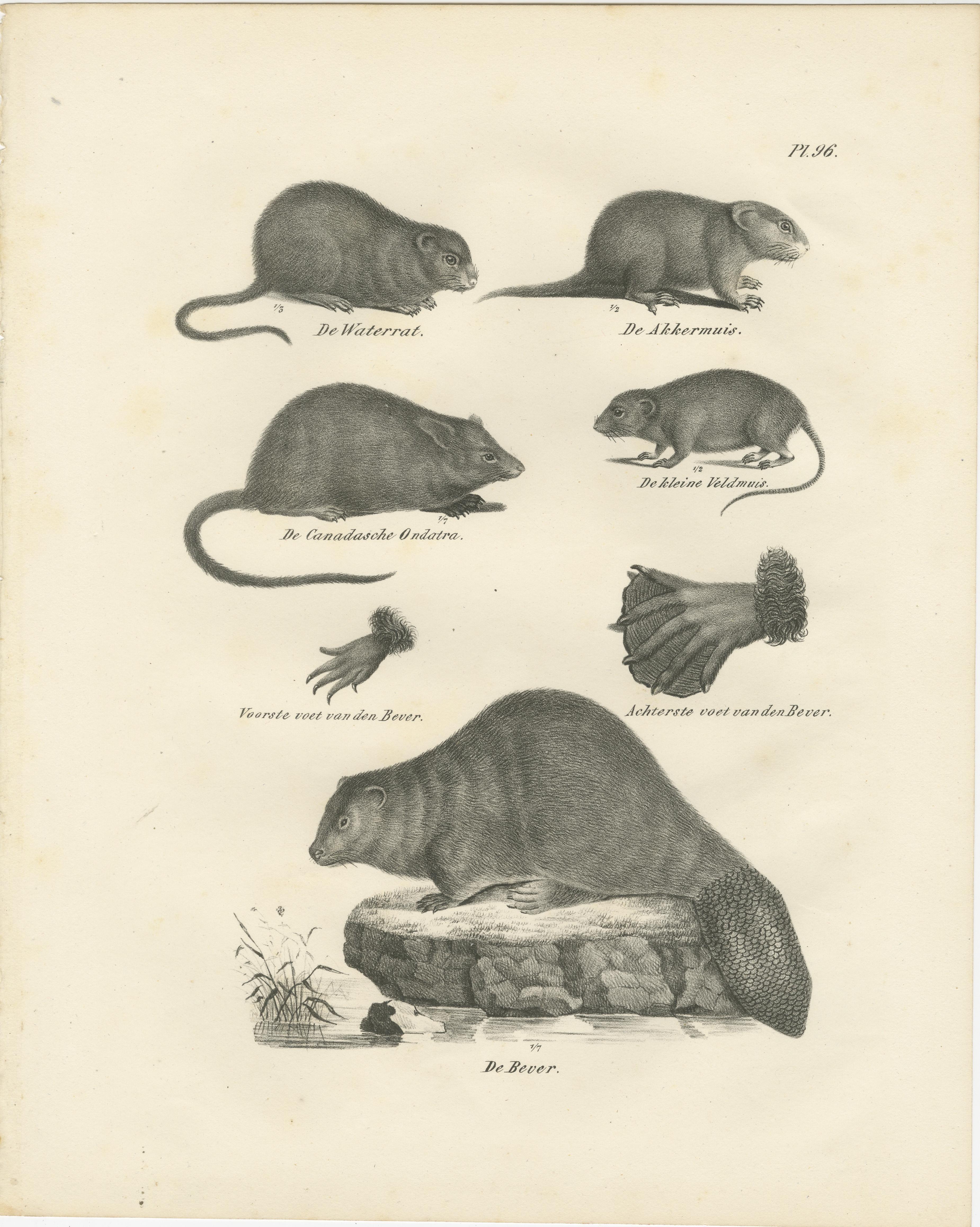 Lithographie zoologique du XIXe siècle représentant des castors, des rats musqués et des mulots en vente 2