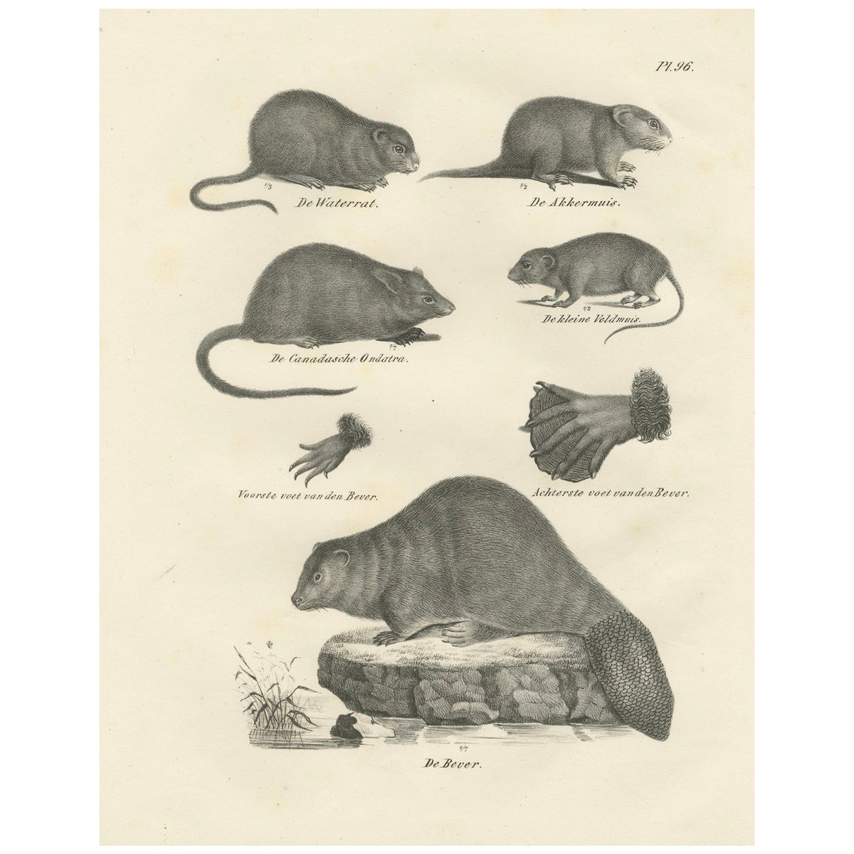 19th-Century Zoological Lithograph of Beavers, Muskrats and Field Mice