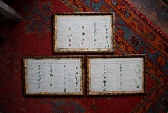 Trio americano del XIX secolo di carte botaniche ad inchiostro e acquerello di Bessie Slater Arte popolare