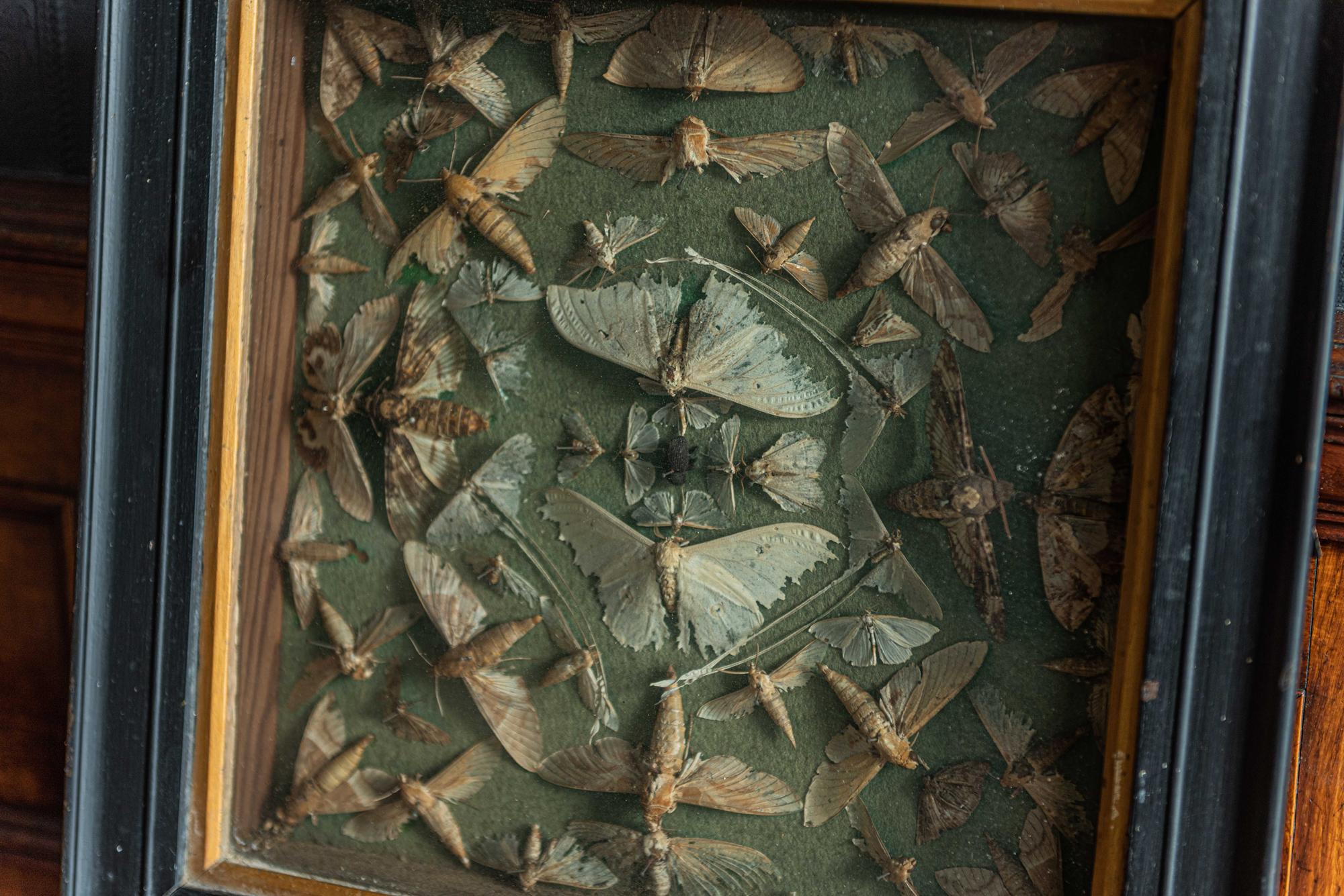 19th century English ebonized framed death head moth collection,
circa 1880.
Ebonized and gilt box framed collection of the macabra death head moths.

Measures: 46 W x 46 H x 7 D cm.