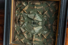 19th Century English Ebonized Framed Death Head Moth Collection