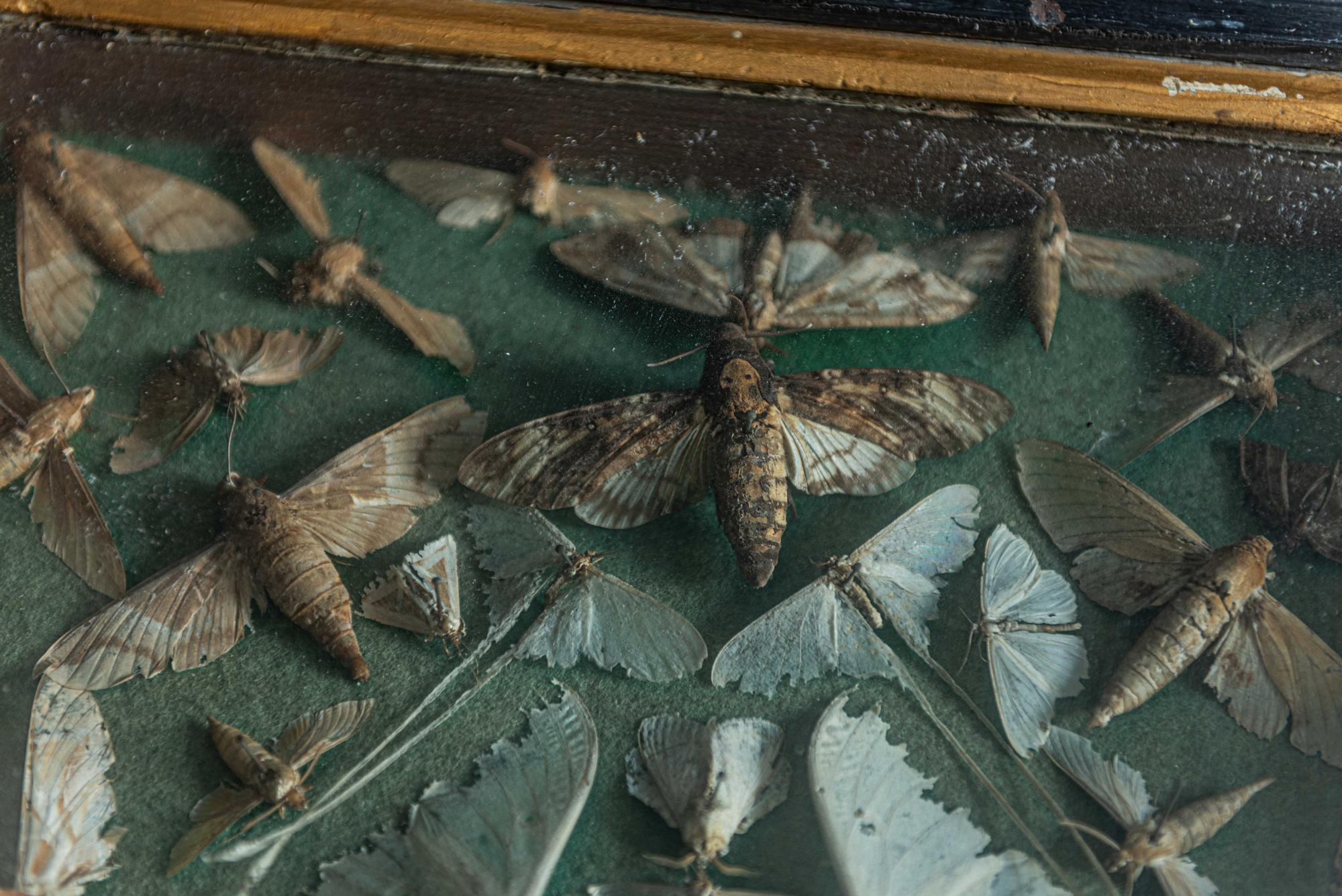 19th Century English Ebonized Framed Death Head Moth Collection In Good Condition In Staffordshire, GB