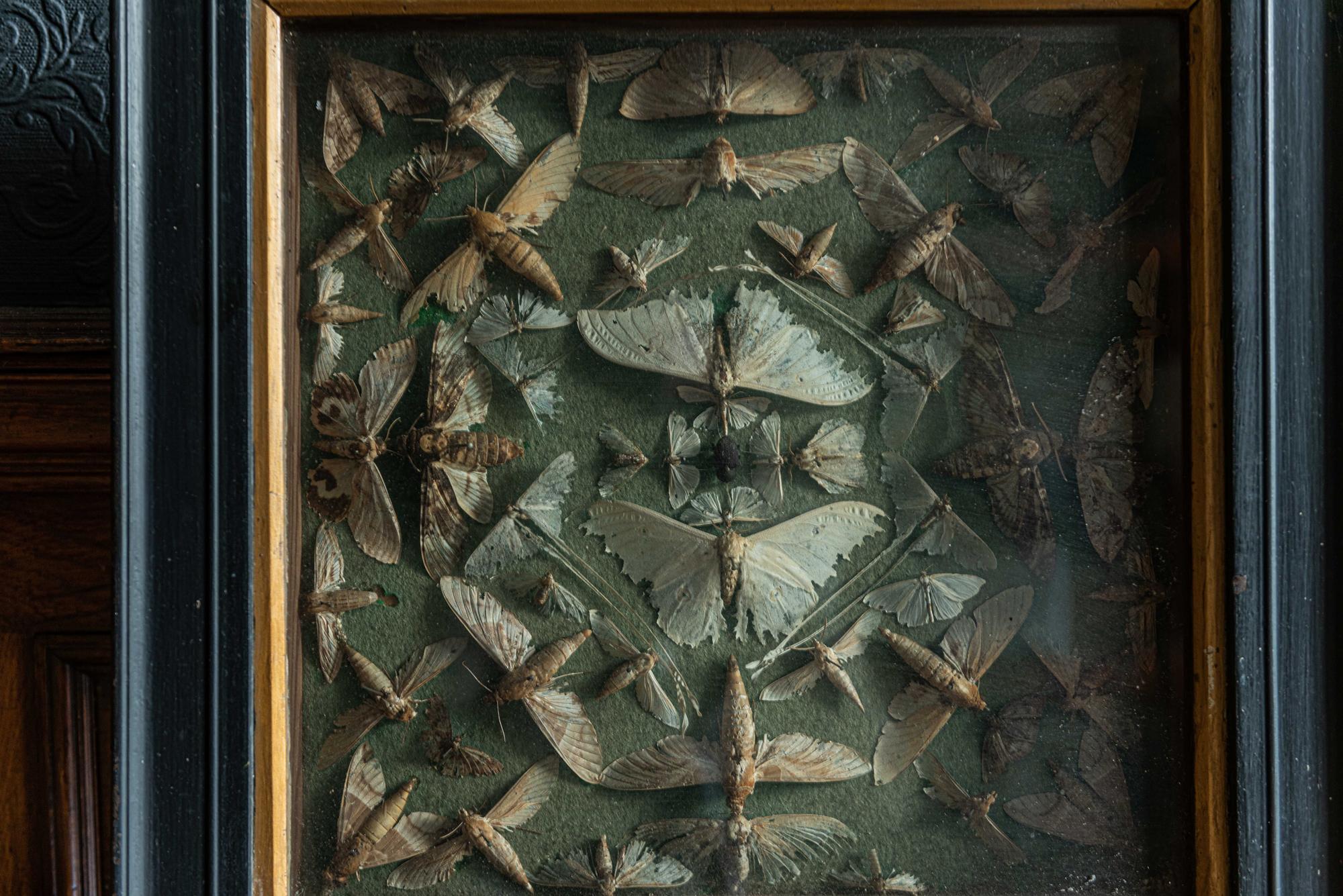 19th Century English Ebonized Framed Death Head Moth Collection 1