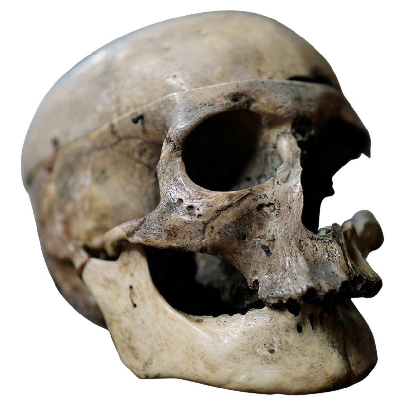 19thC Human Skull Inscribed for Phrenological Demonstration For Sale
