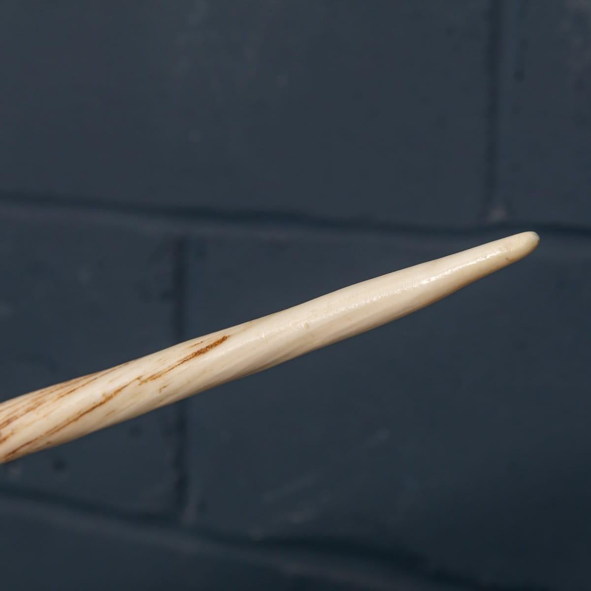 19th Century Narwhal Tusk with Cites Certificate, circa 1890 3