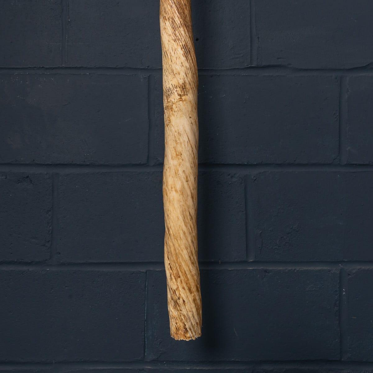 19th Century Narwhal Tusk with Cites Certificate, circa 1890 7