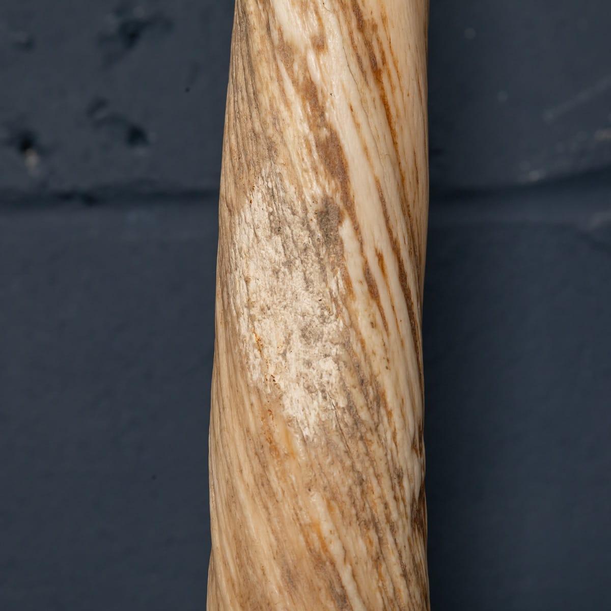 19th Century Narwhal Tusk with Cites Certificate, circa 1890 7