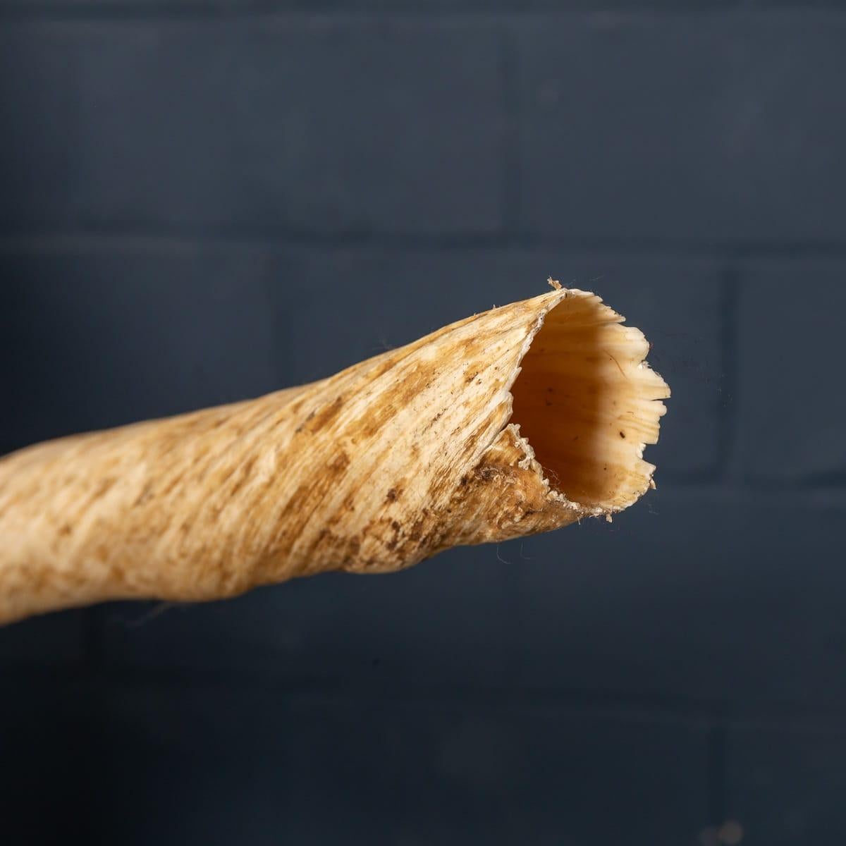 19th Century Narwhal Tusk with Cites Certificate, circa 1890 8
