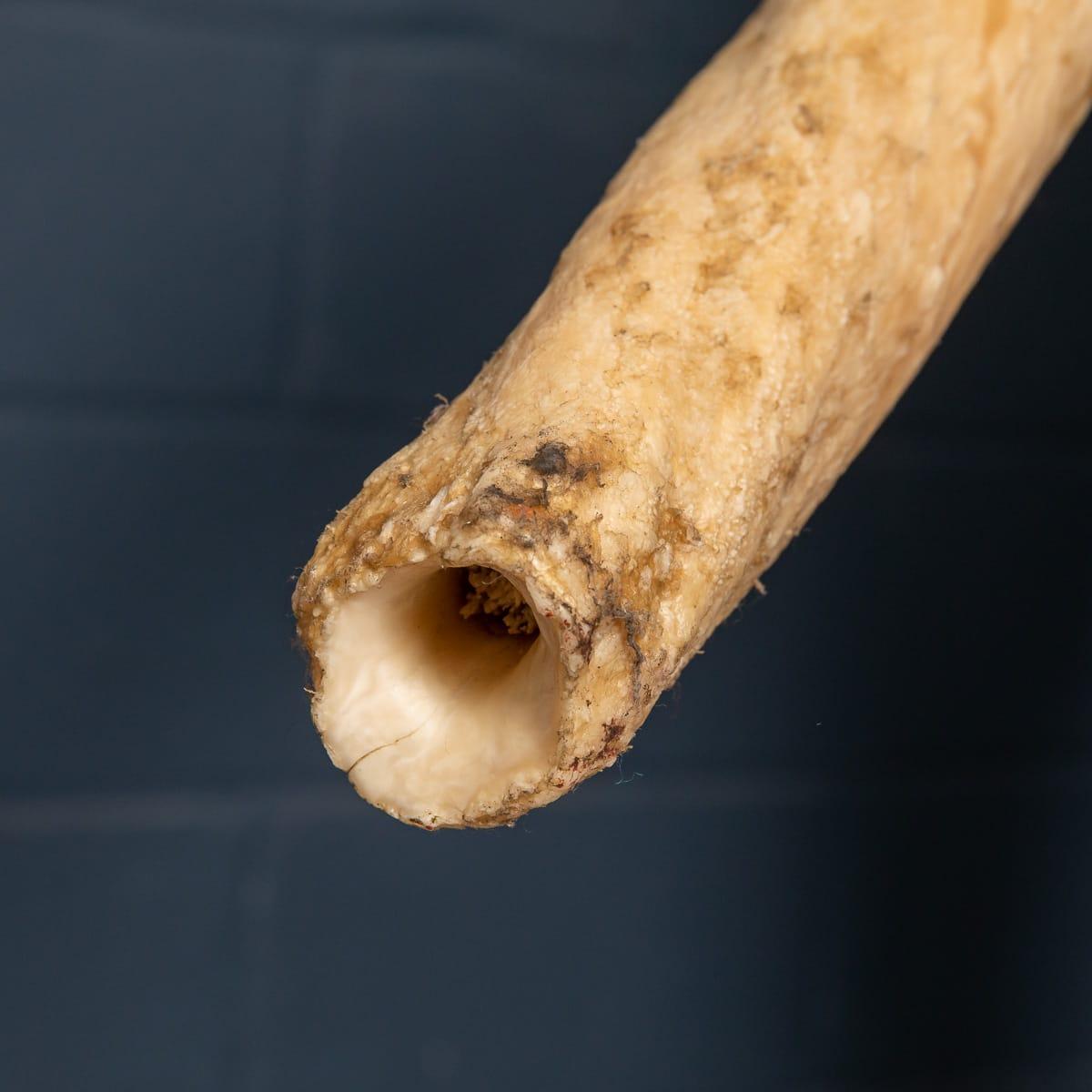 19th Century Narwhal Tusk with Cites Certificate, circa 1890 8