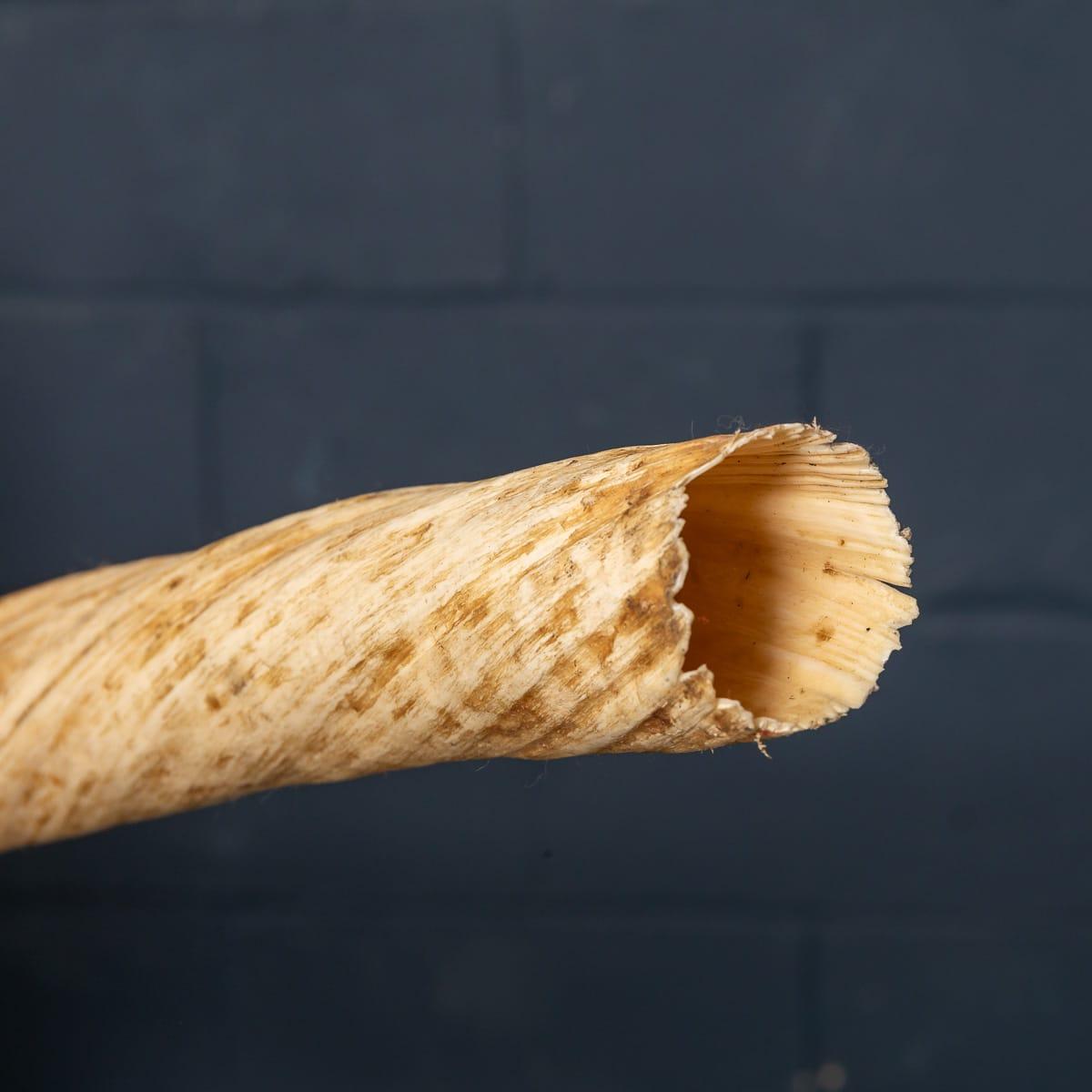 19th Century Narwhal Tusk with Cites Certificate, circa 1890 9