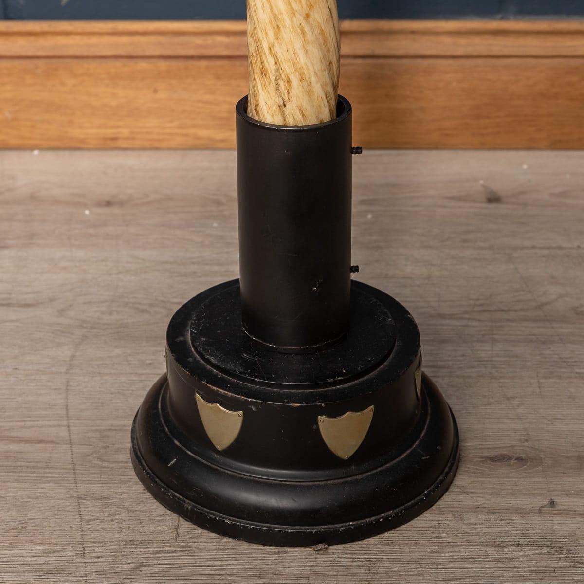 19th Century Narwhal Tusk with Cites Certificate, circa 1890 11