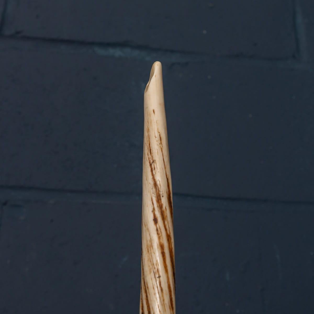 19th Century Narwhal Tusk with Cites Certificate, circa 1890 In Good Condition In Royal Tunbridge Wells, Kent
