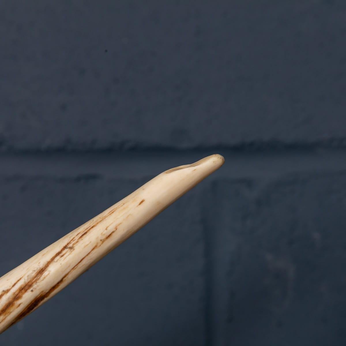 Bone 19th Century Narwhal Tusk with Cites Certificate, circa 1890