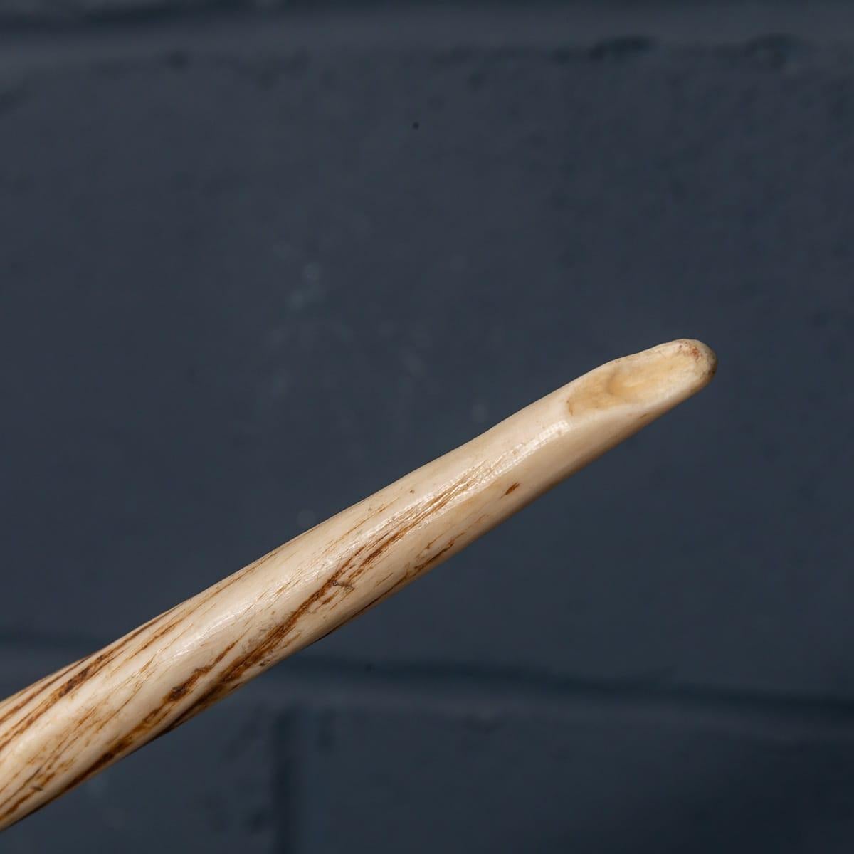 19th Century Narwhal Tusk with Cites Certificate, circa 1890 1