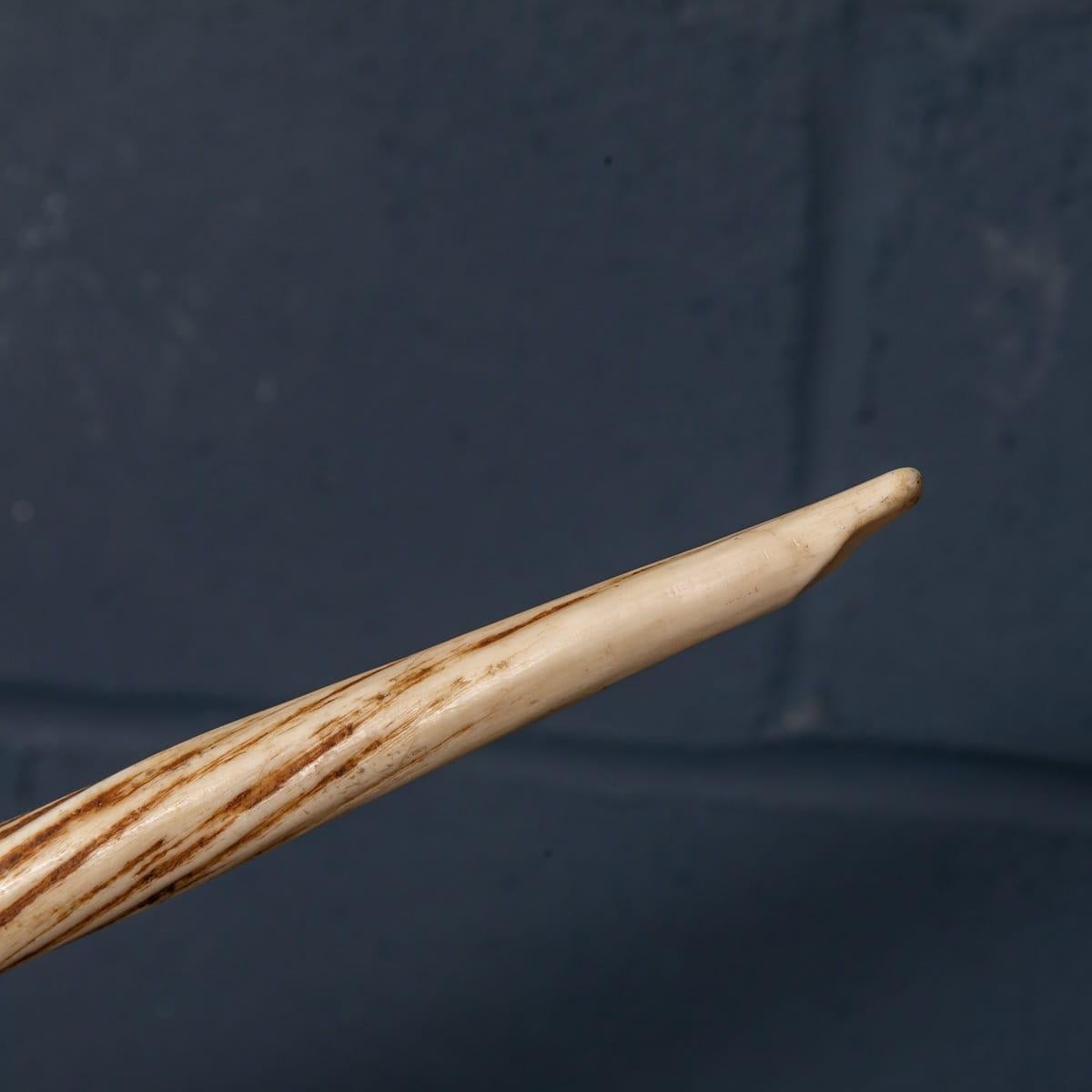 19th Century Narwhal Tusk with Cites Certificate, circa 1890 2
