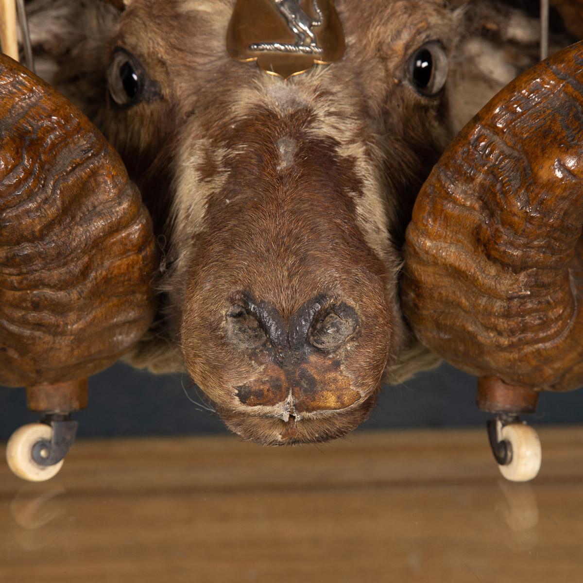 19th Century Victorian Silver Mounted Ram’s Head Snuff Mull, Mckay & Chisholm 5