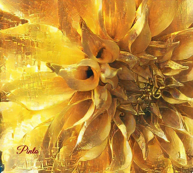 Golden Dahlia