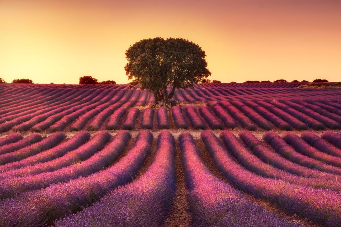 The Fleeting Beauty