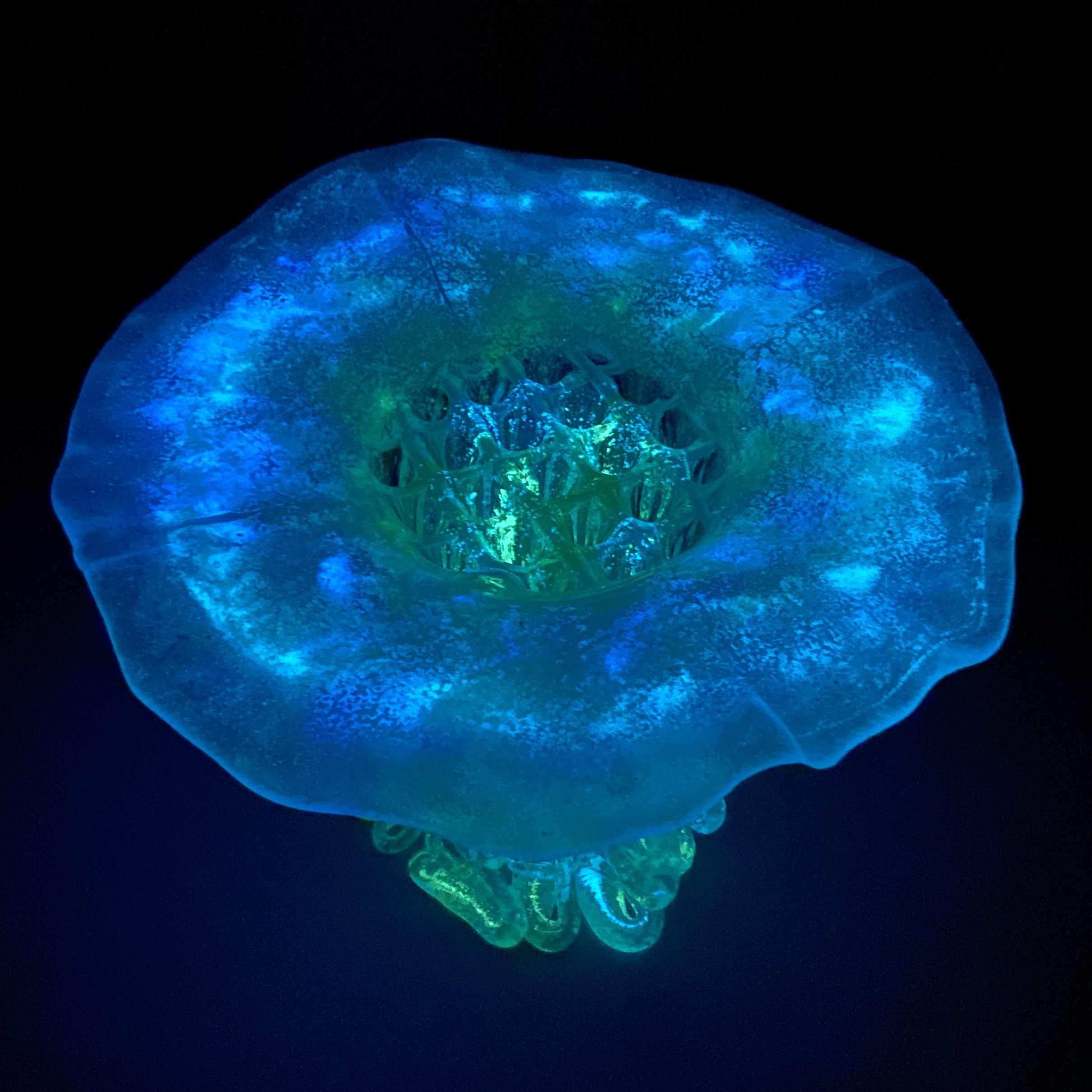 2 Aibissi, verre de Murano, fabriqué à la main en Italie, design, 2024 en vente 6