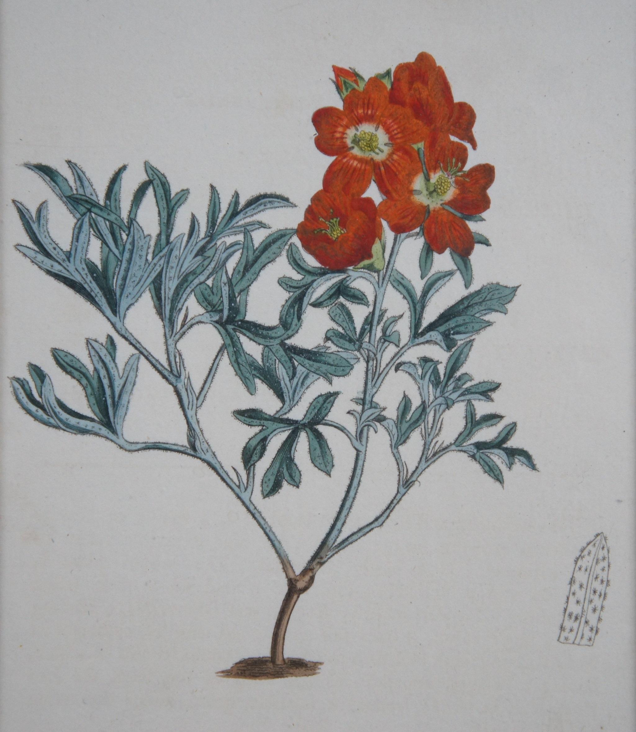 2 Antique 1790 & 1814 Sydenham Teast Edwards Floral Botanical Engravings 11