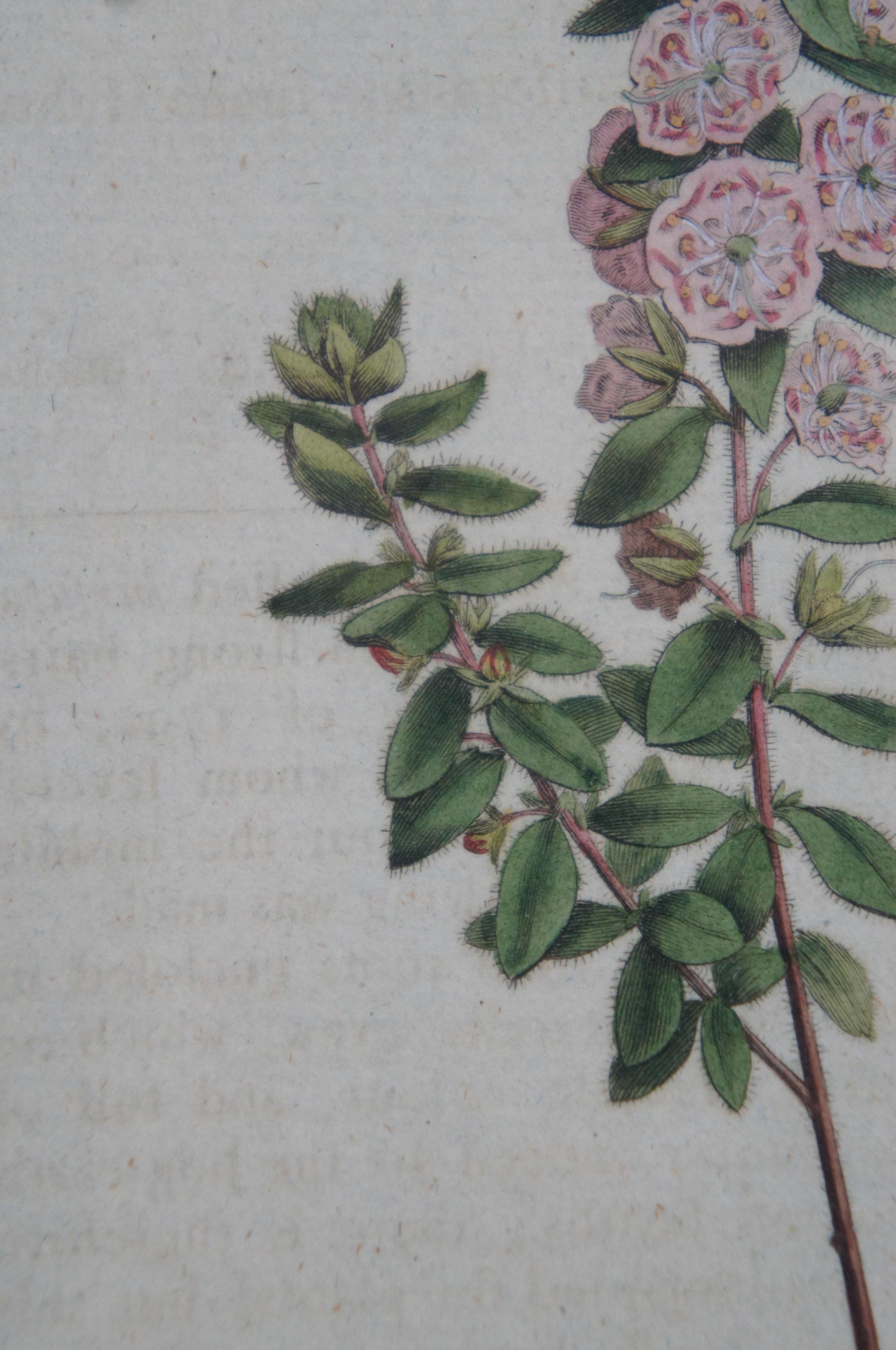 2 Antique 1790 & 1814 Sydenham Teast Edwards Floral Botanical Engravings 11