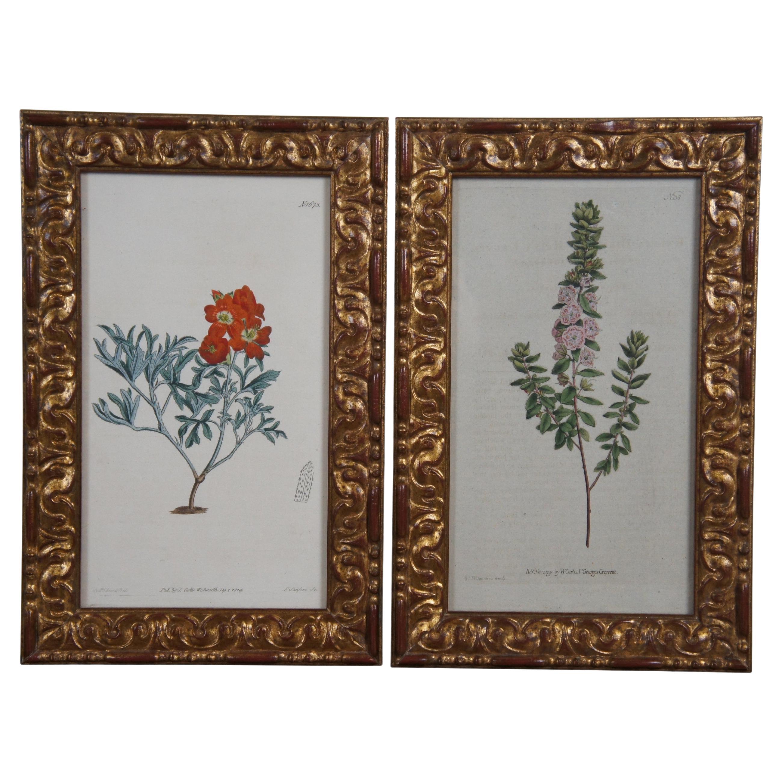 2 Antique 1790 & 1814 Sydenham Teast Edwards Floral Botanical Engravings 11" For Sale