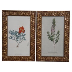 2 Antiquités 1790 & 1814 Sydenham Edwards Gravures botaniques florales 11".