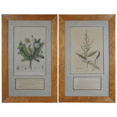 2 Antique Botanical Etchings in Olive Wood Frames Dandelion Dock Print Pair