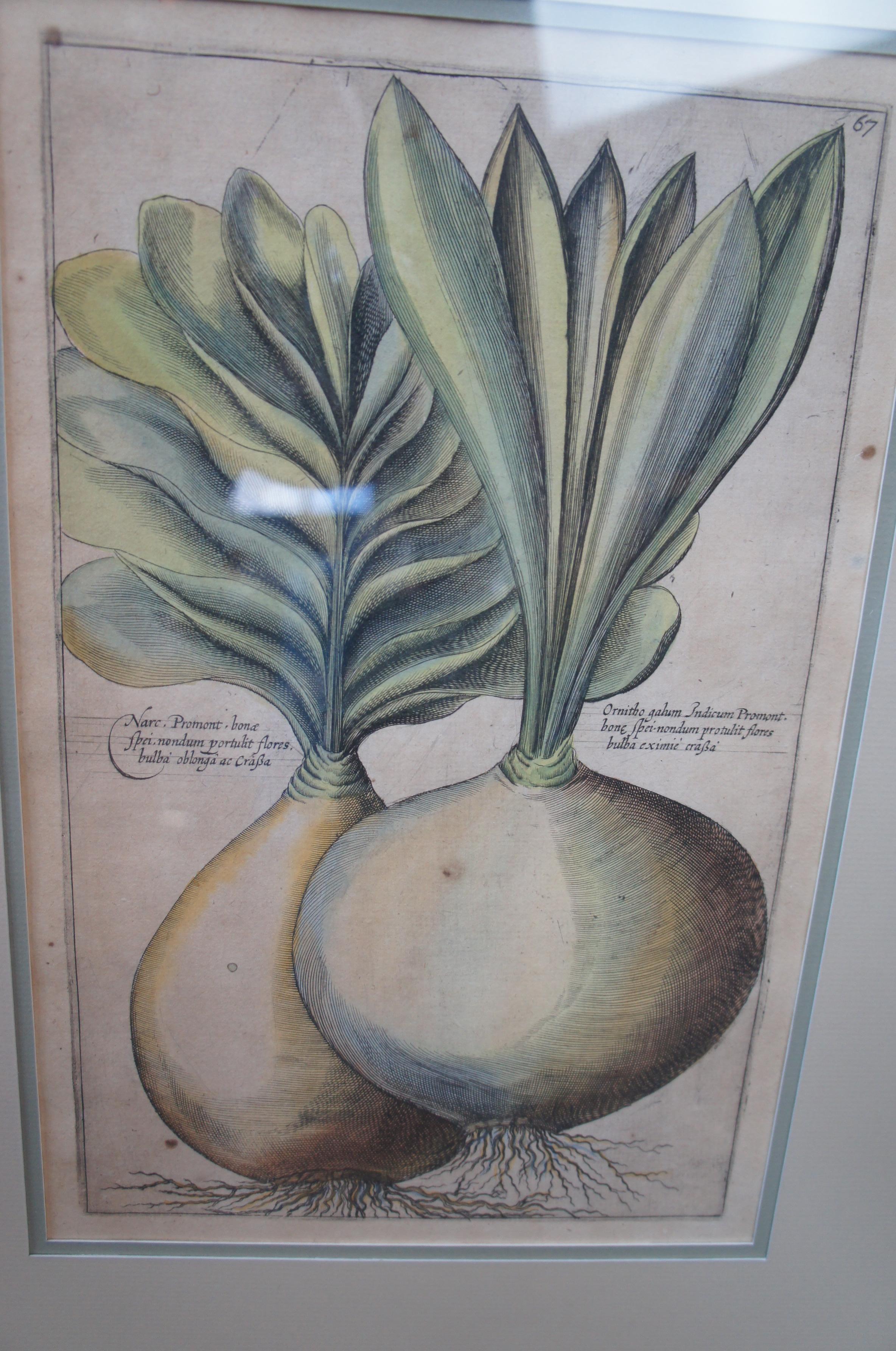 2 Gravures de plantes botaniques encadrées anciennes Emanuel Sweert Florigriums 22 po. en vente 6