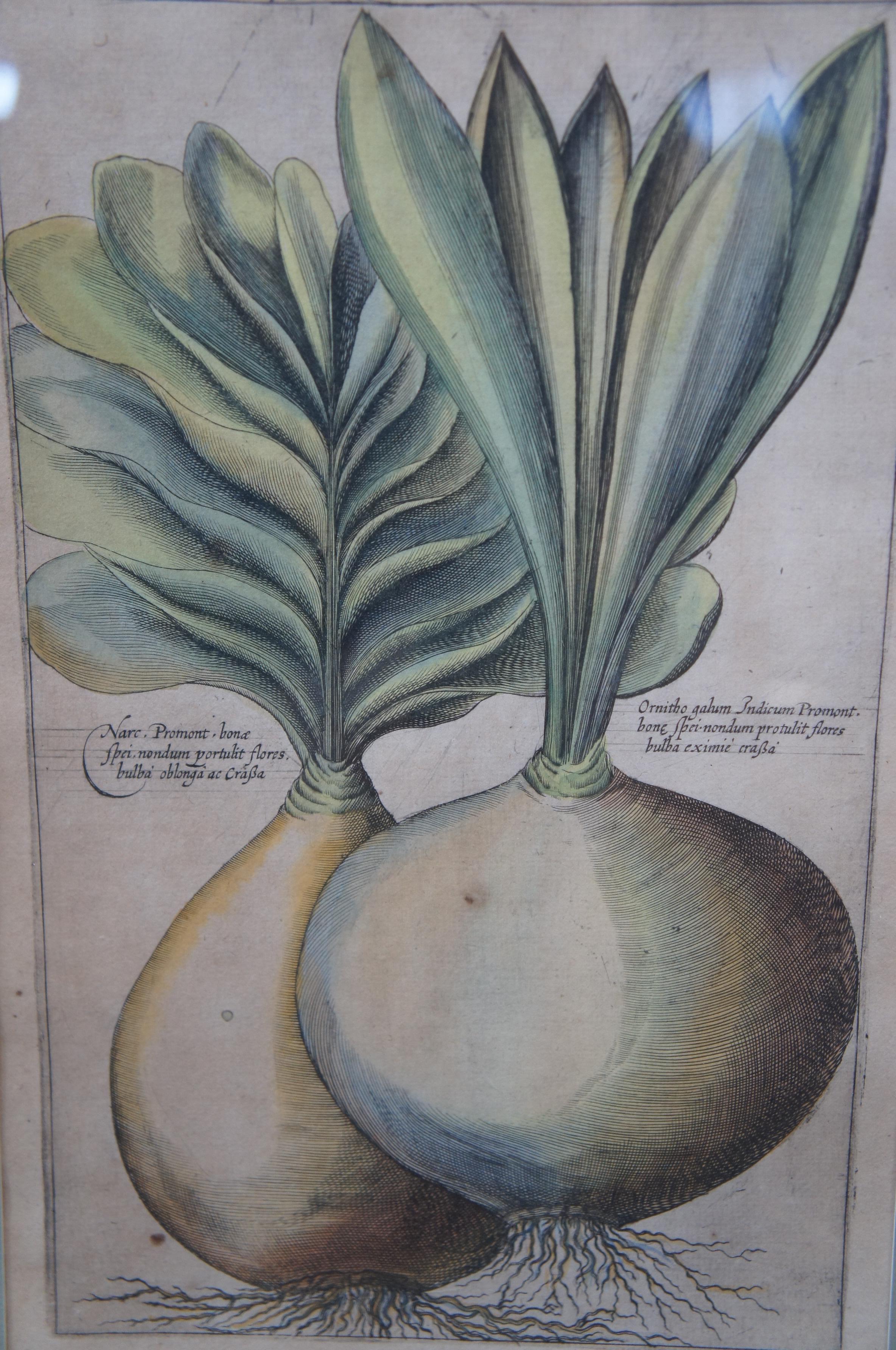 20ième siècle 2 Gravures de plantes botaniques encadrées anciennes Emanuel Sweert Florigriums 22 po. en vente