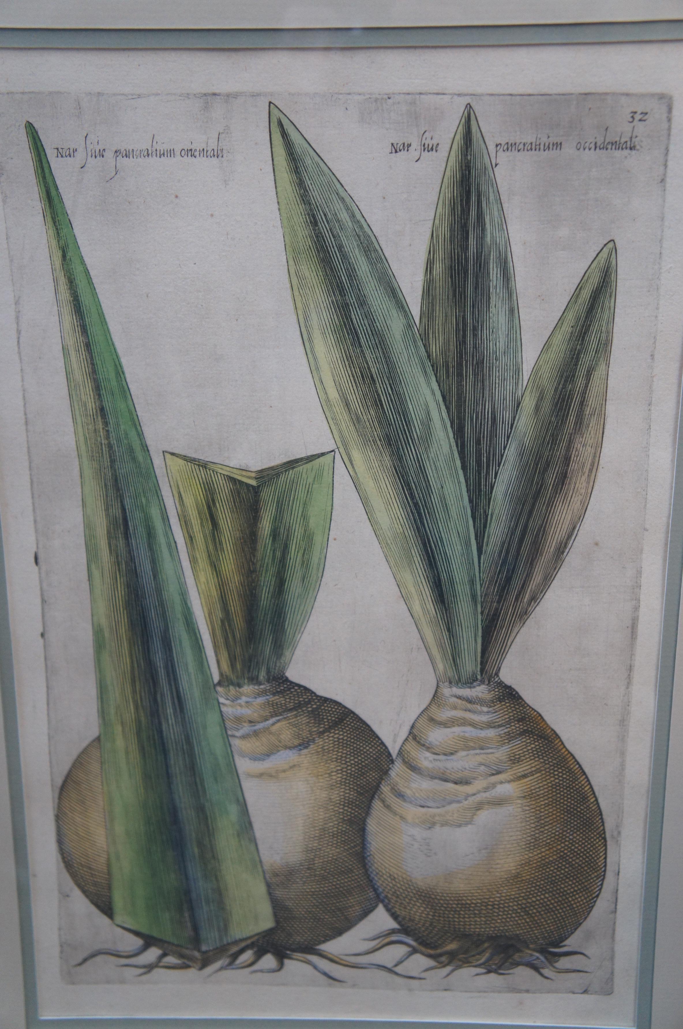 Papier 2 Gravures de plantes botaniques encadrées anciennes Emanuel Sweert Florigriums 22 po. en vente