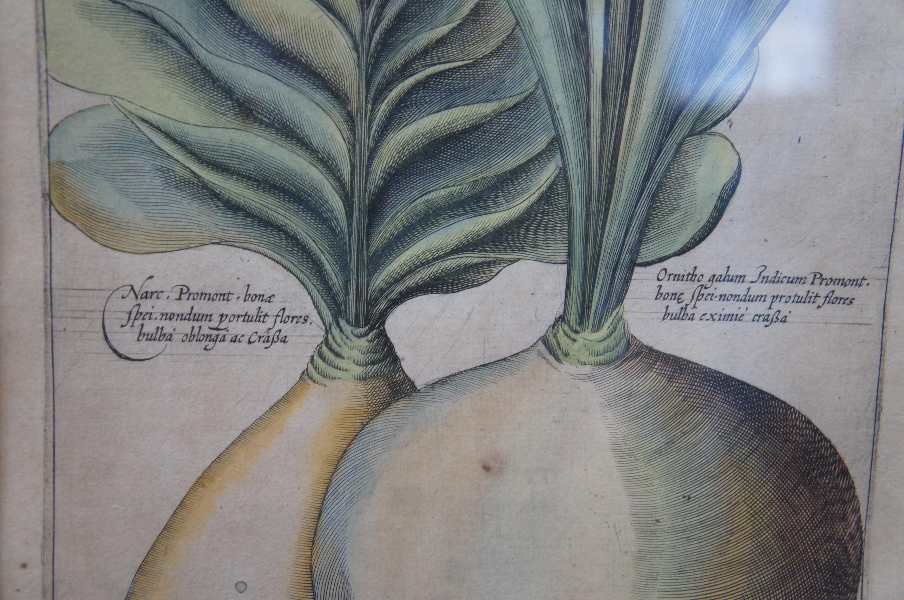 2 Gravures de plantes botaniques encadrées anciennes Emanuel Sweert Florigriums 22 po. en vente 1