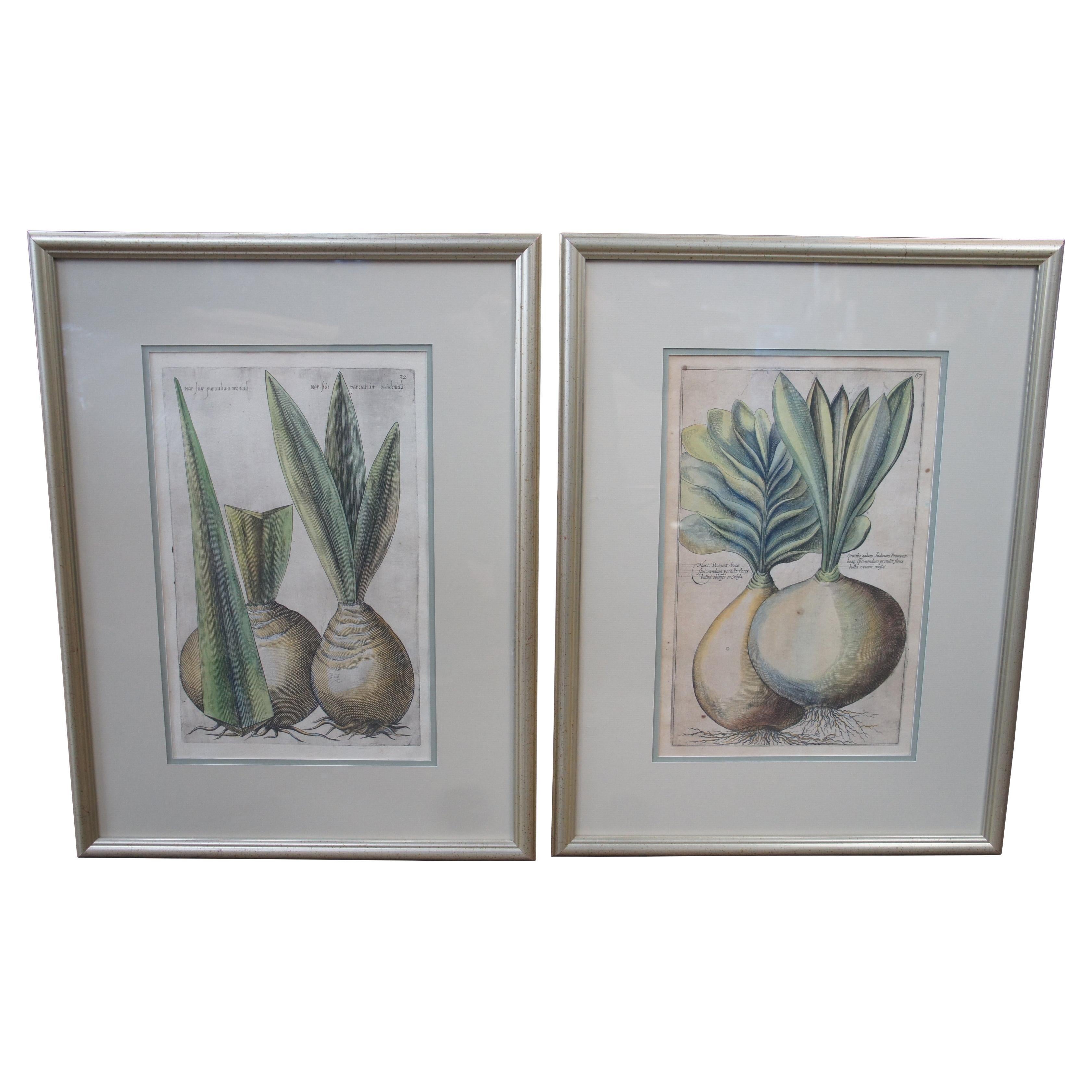 2 Gravures de plantes botaniques encadrées anciennes Emanuel Sweert Florigriums 22 po. en vente
