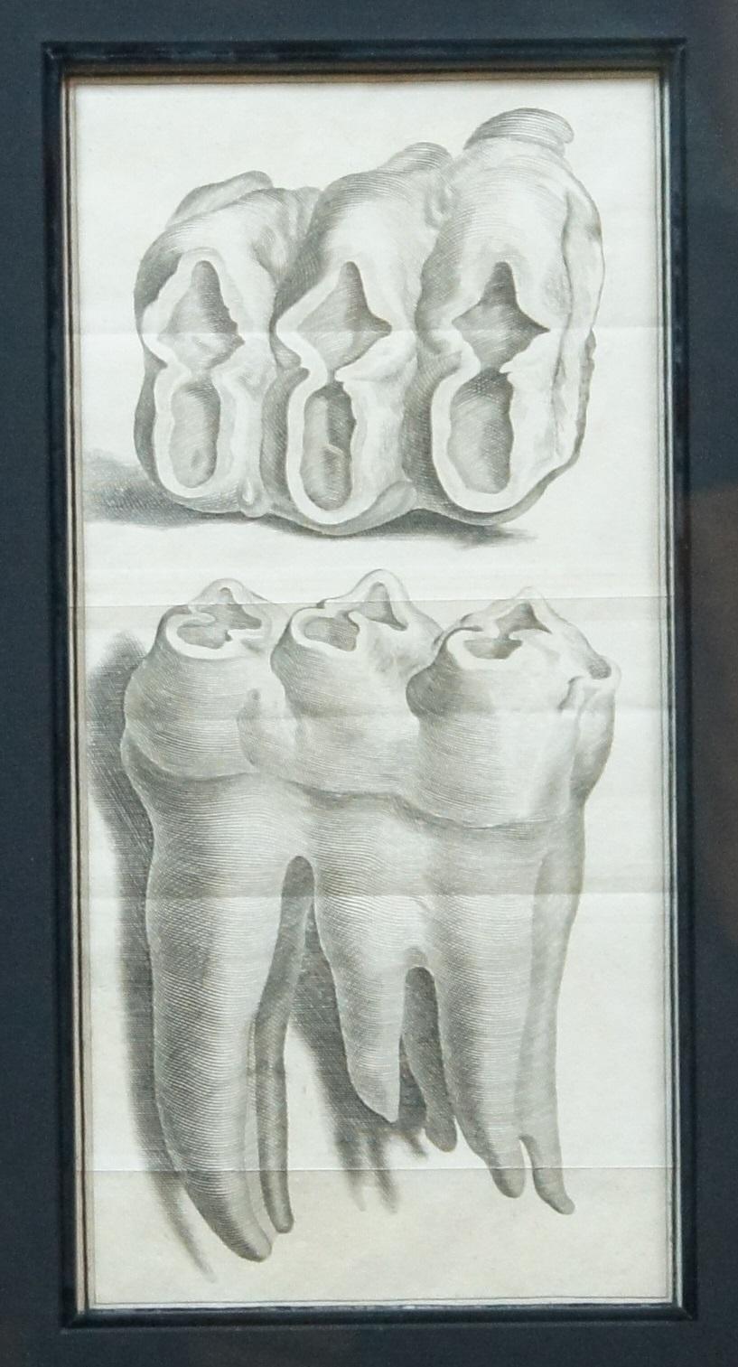 2 Gravures de dents de Mastodontes Mammouths Antique Français 18èmeC Jacques de Sève 30