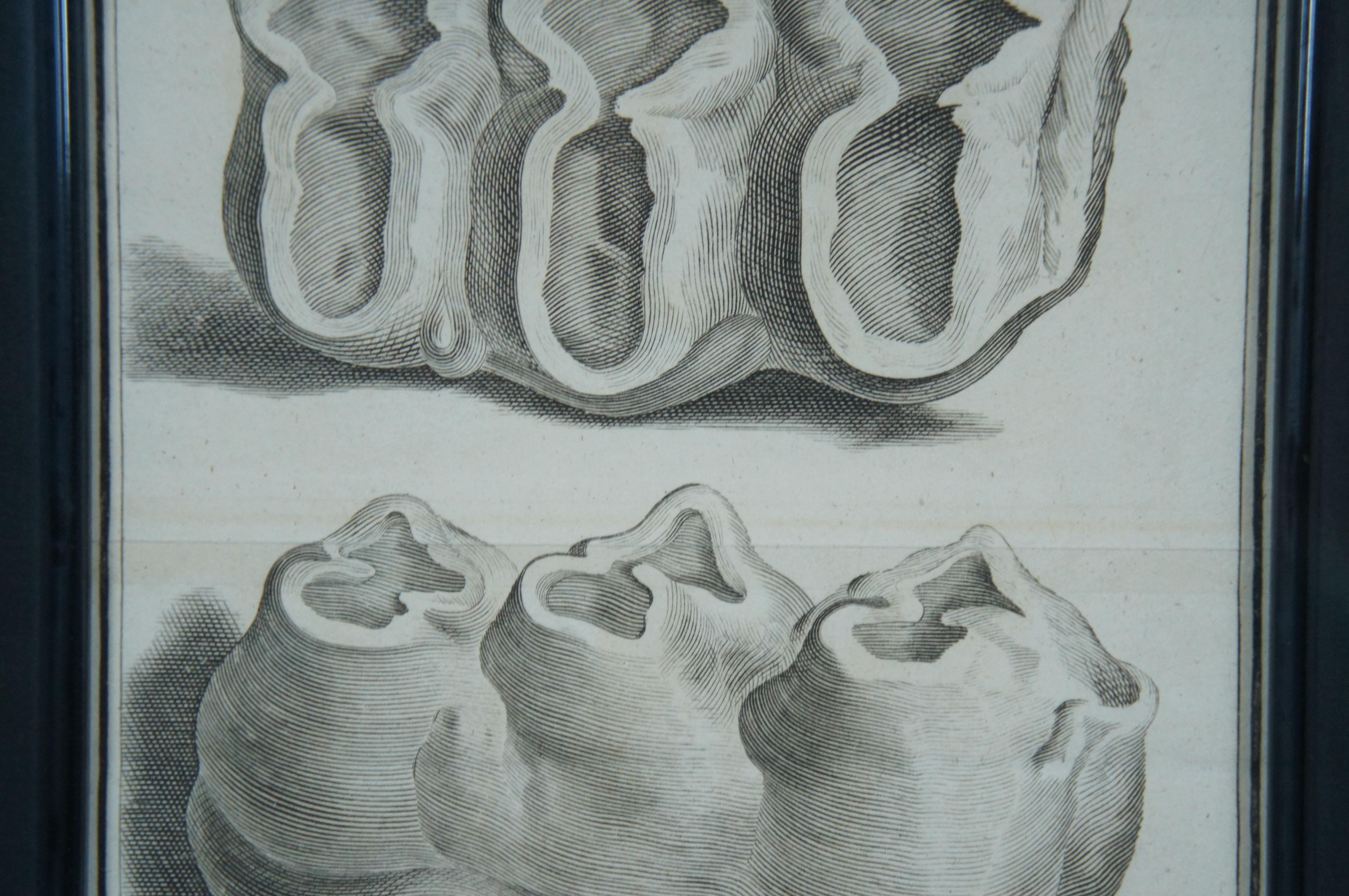 2 Gravures de dents de Mastodontes Mammouths Antique Français 18èmeC Jacques de Sève 30