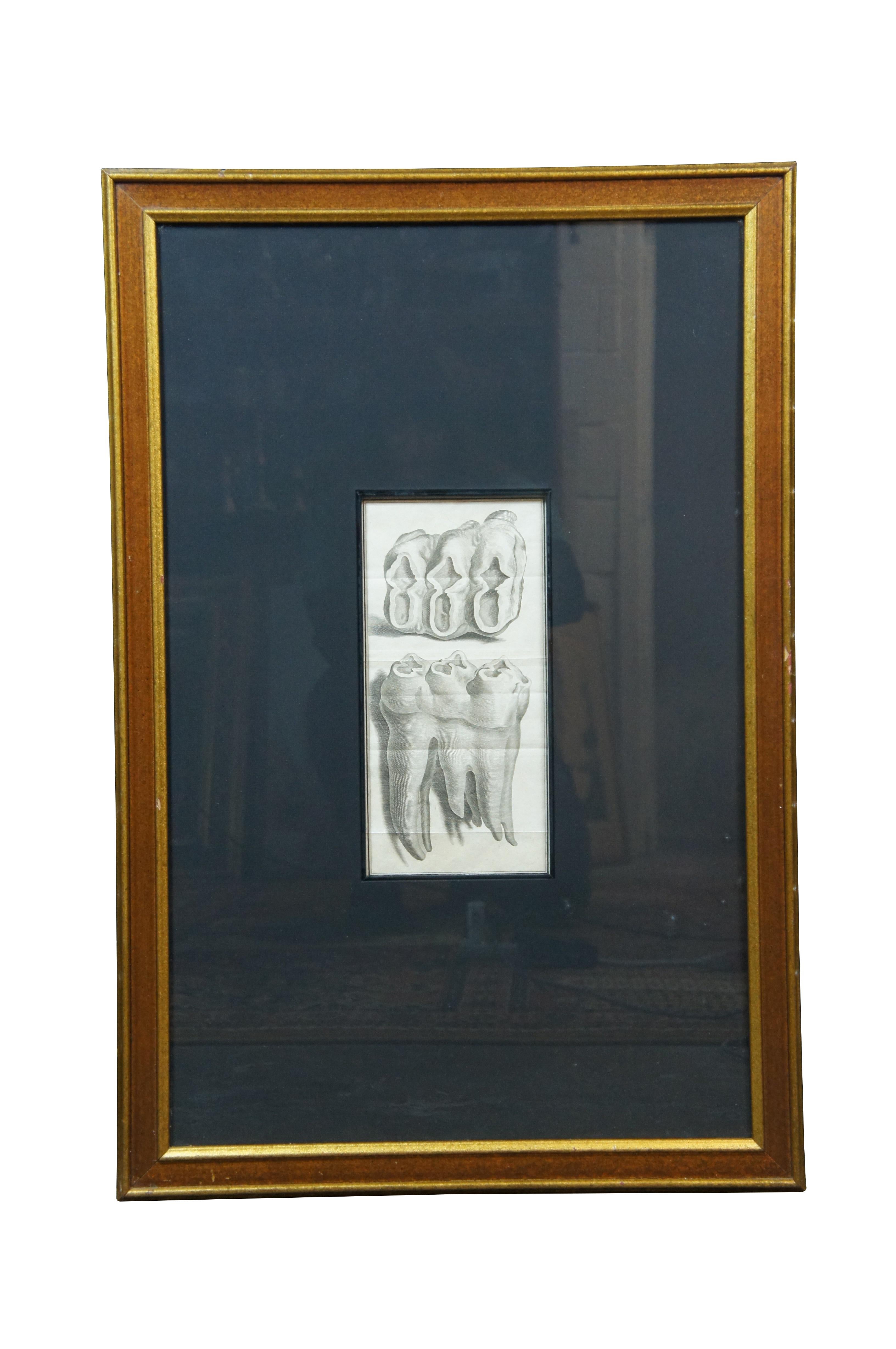 Paire de rares gravures anciennes du XVIIIe siècle de Jacques de Sève sur la dentition / Zoologie / anatomie /  Gravures d'une dent de Mastodonte / Mammouth, vues de face et de dessus / élévations. L'une d'entre elles est marquée comme étant la